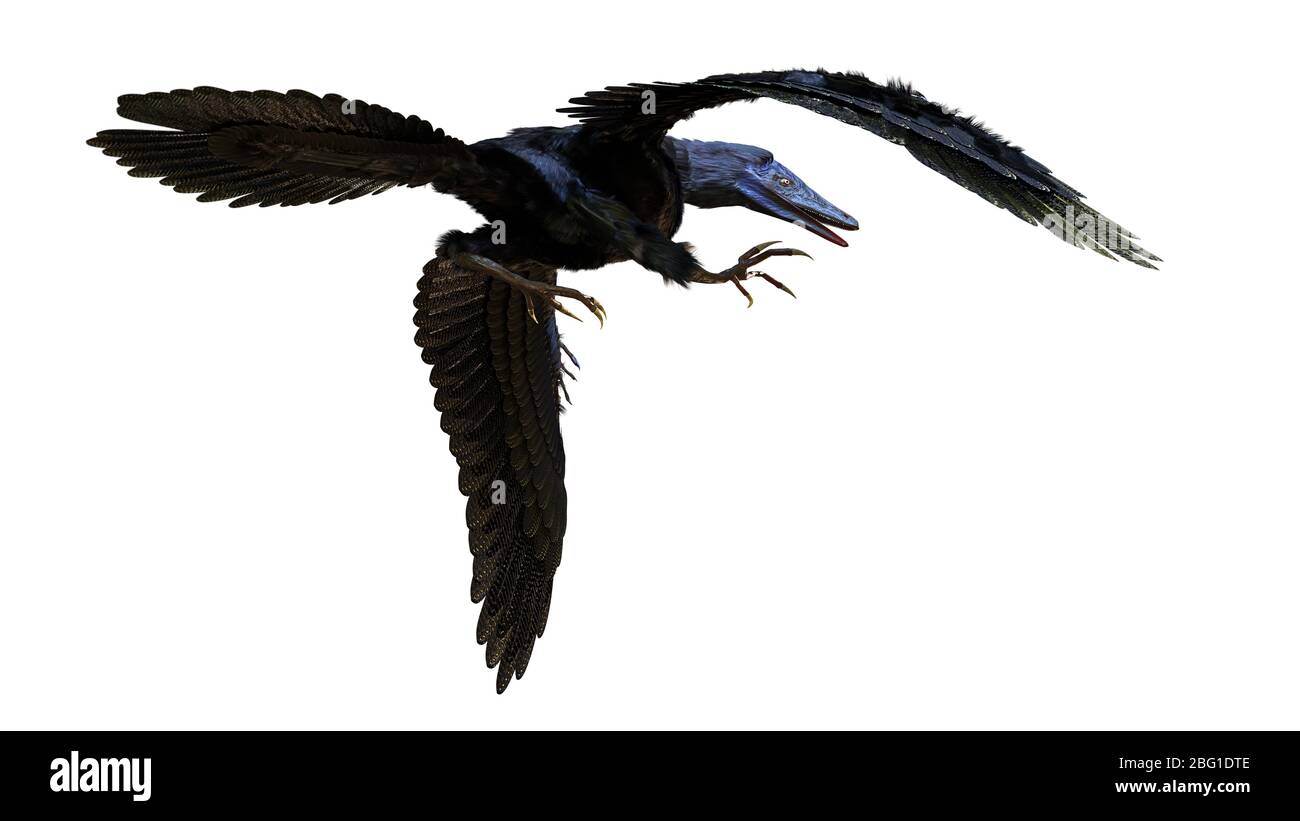 Archaeopteryx, dinosauro uccello estinto del periodo tardo giurassico circa 150 milioni di anni fa isolato su sfondo bianco Foto Stock