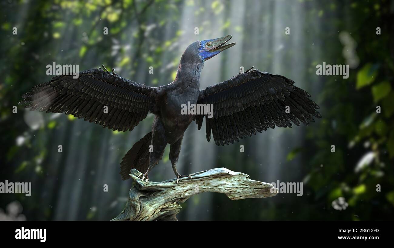 Archaeopteryx, dinosauro birdwike del tardo periodo giurassico circa 150 milioni di anni fa Foto Stock