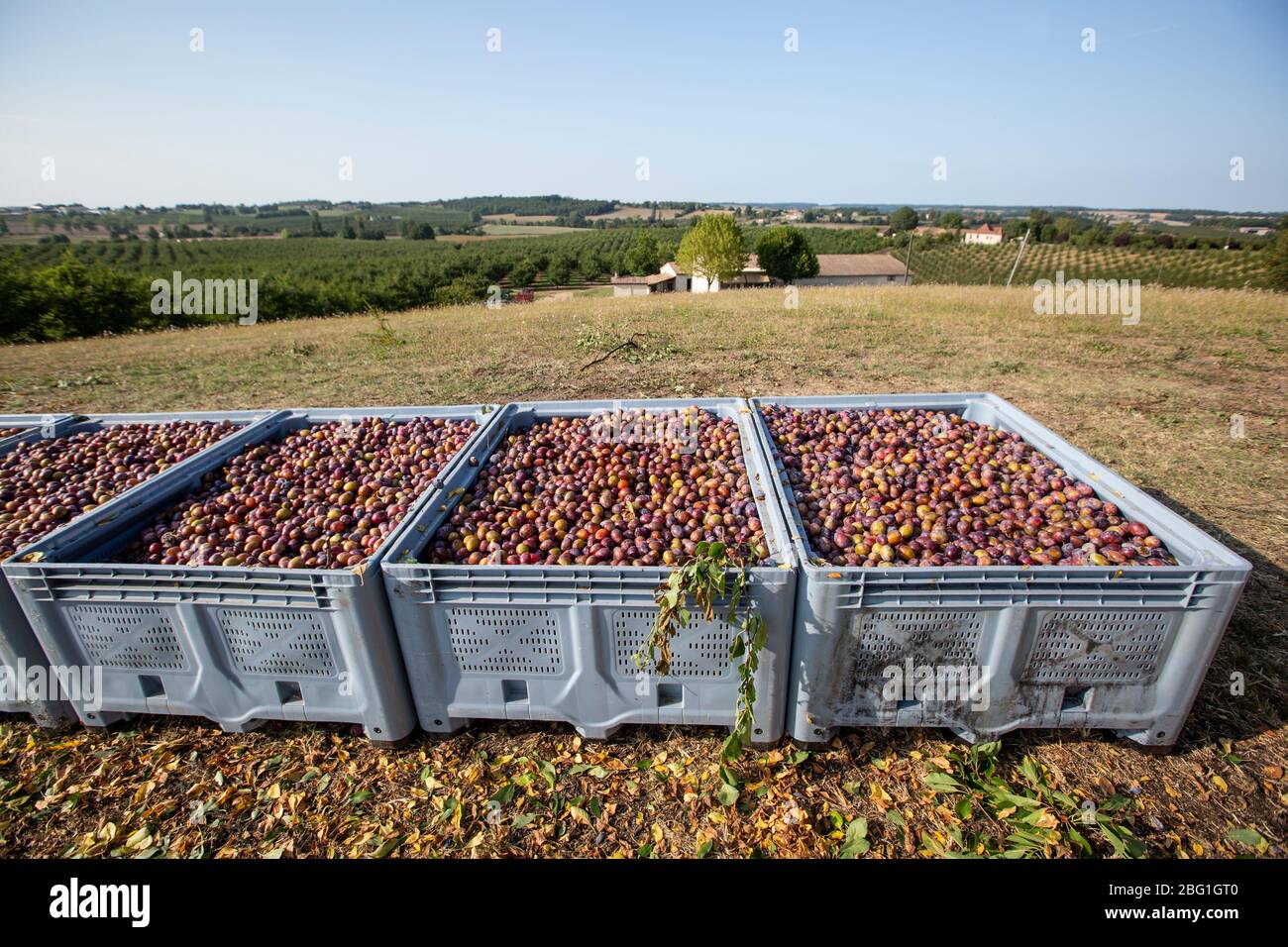 L'allevamento di prugne nella regione agricola Lot-et-Garonne, che rappresenta il 65% della produzione di prugne della Francia sud-occidentale, la Francia, l'Europa Foto Stock