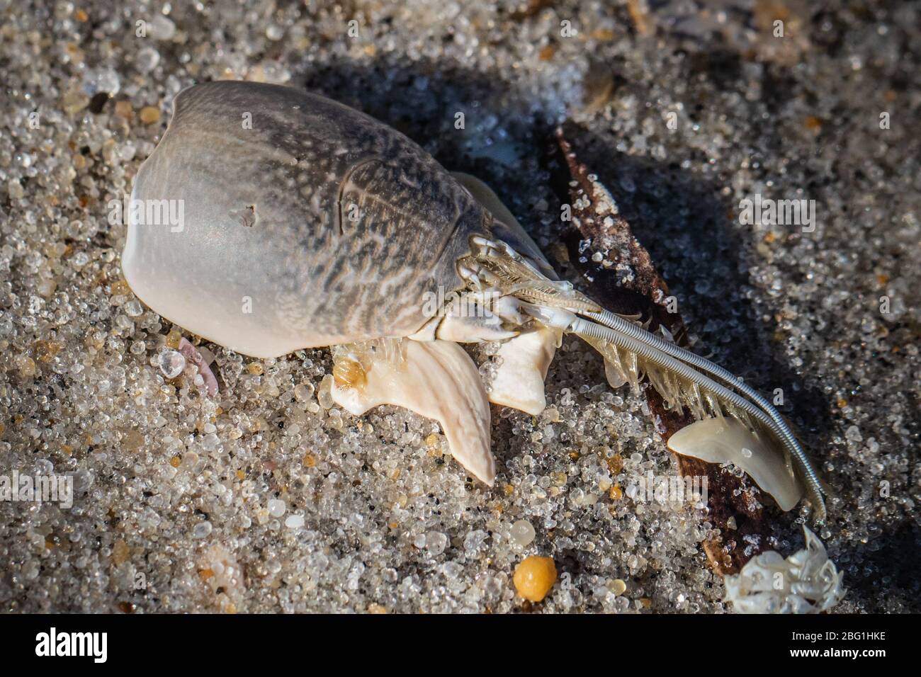 Ancora una foto di vita di un esoscheletro di granchio di sabbia trovato mentre beachcombing alla riva di Jersey Foto Stock