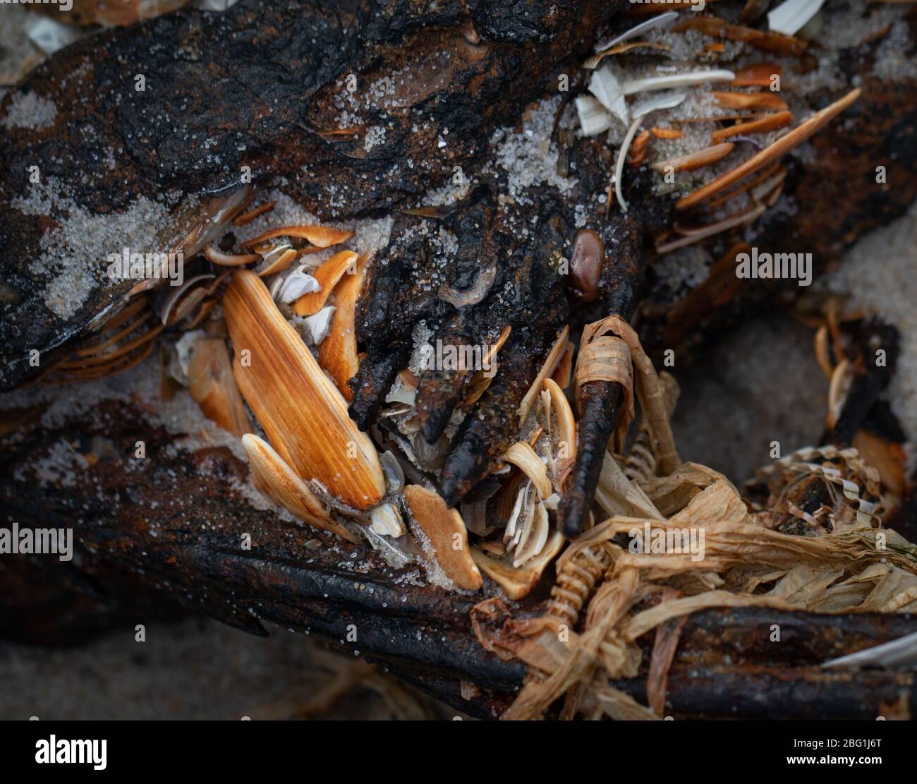 Ancora vita di alcuni gusci rotti, vecchio metallo e qualche materiale vegetale trovato alla riva di Jersey Foto Stock