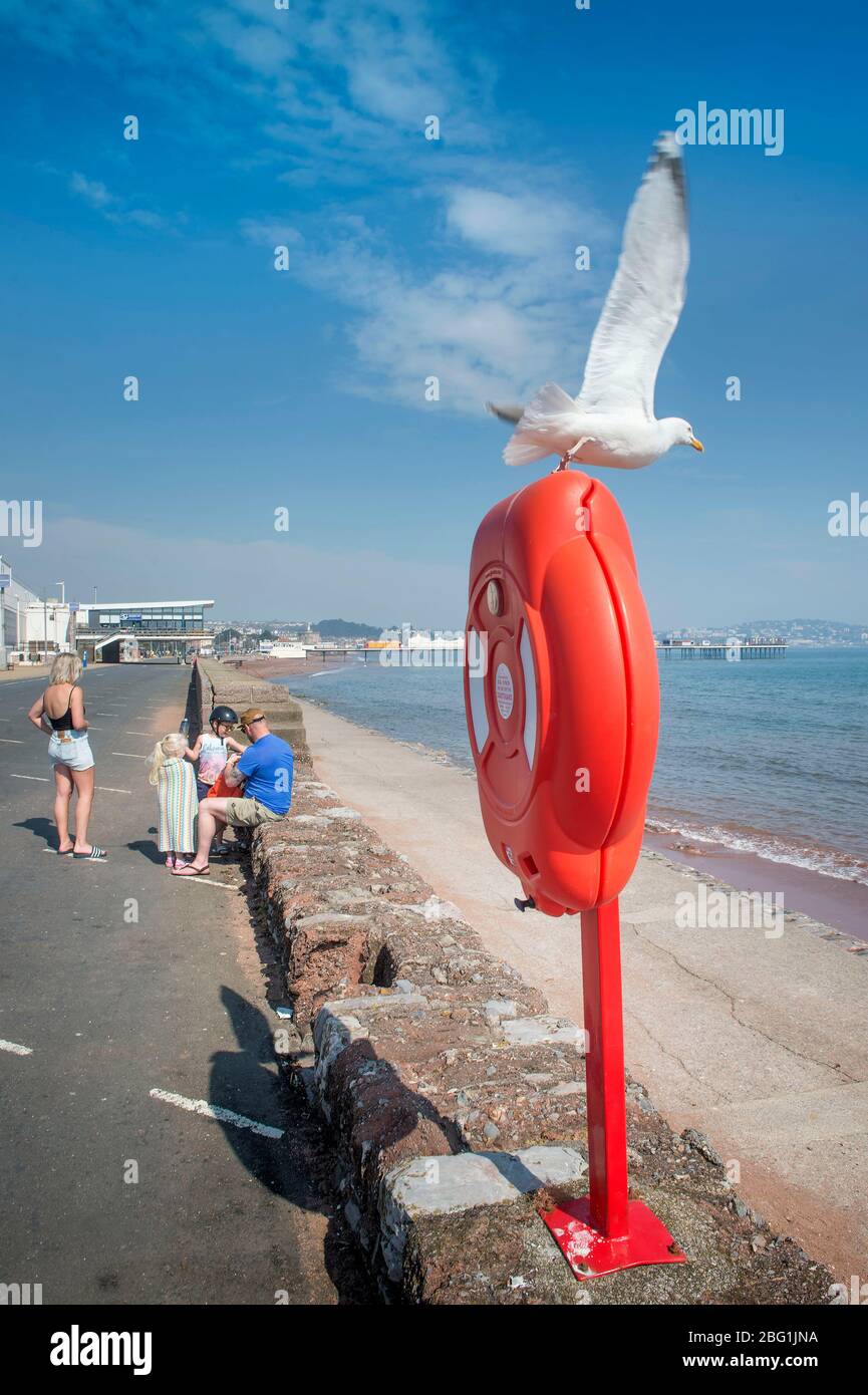Seagull con la spiaggia vicina deserta a Paignton il fine settimana di festa della Banca di Pasqua durante il blocco di Coronavirus, Regno Unito Foto Stock