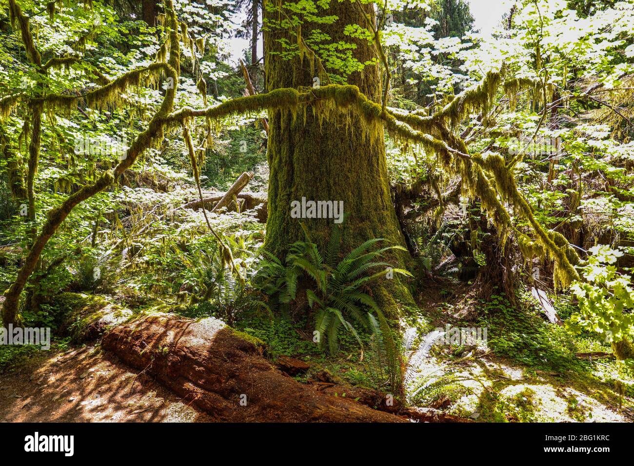 Il sentiero della Hall of Mosses nella foresta pluviale di Hoh del Parco Nazionale Olimpico è fiancheggiato da alberi antichi, soprattutto aceri bigleaf e sfuchi Sitka drappeggiati in mo Foto Stock