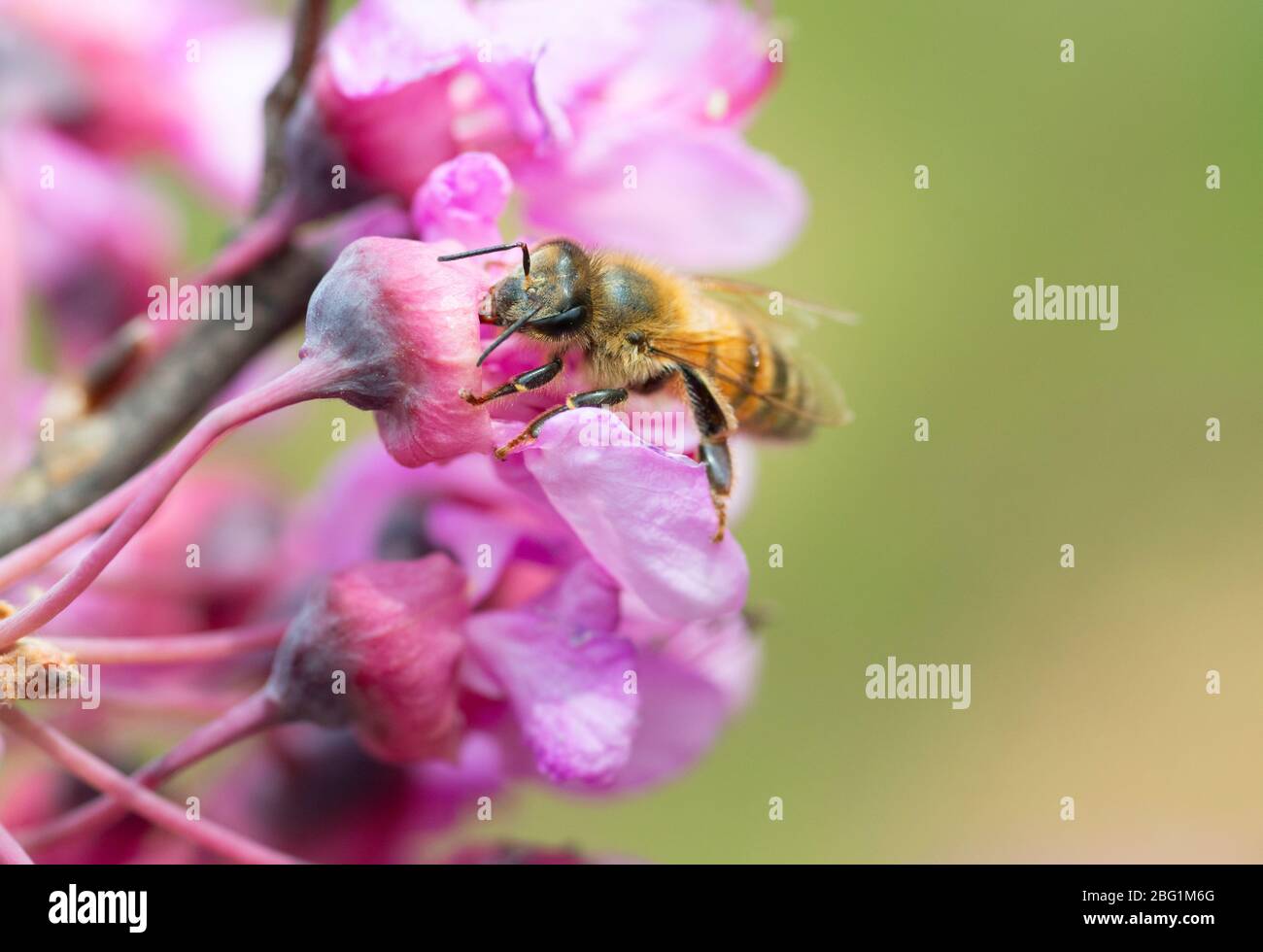 Italia, Lombardia, Crema, ape su rami di Giuda in fiore Foto Stock