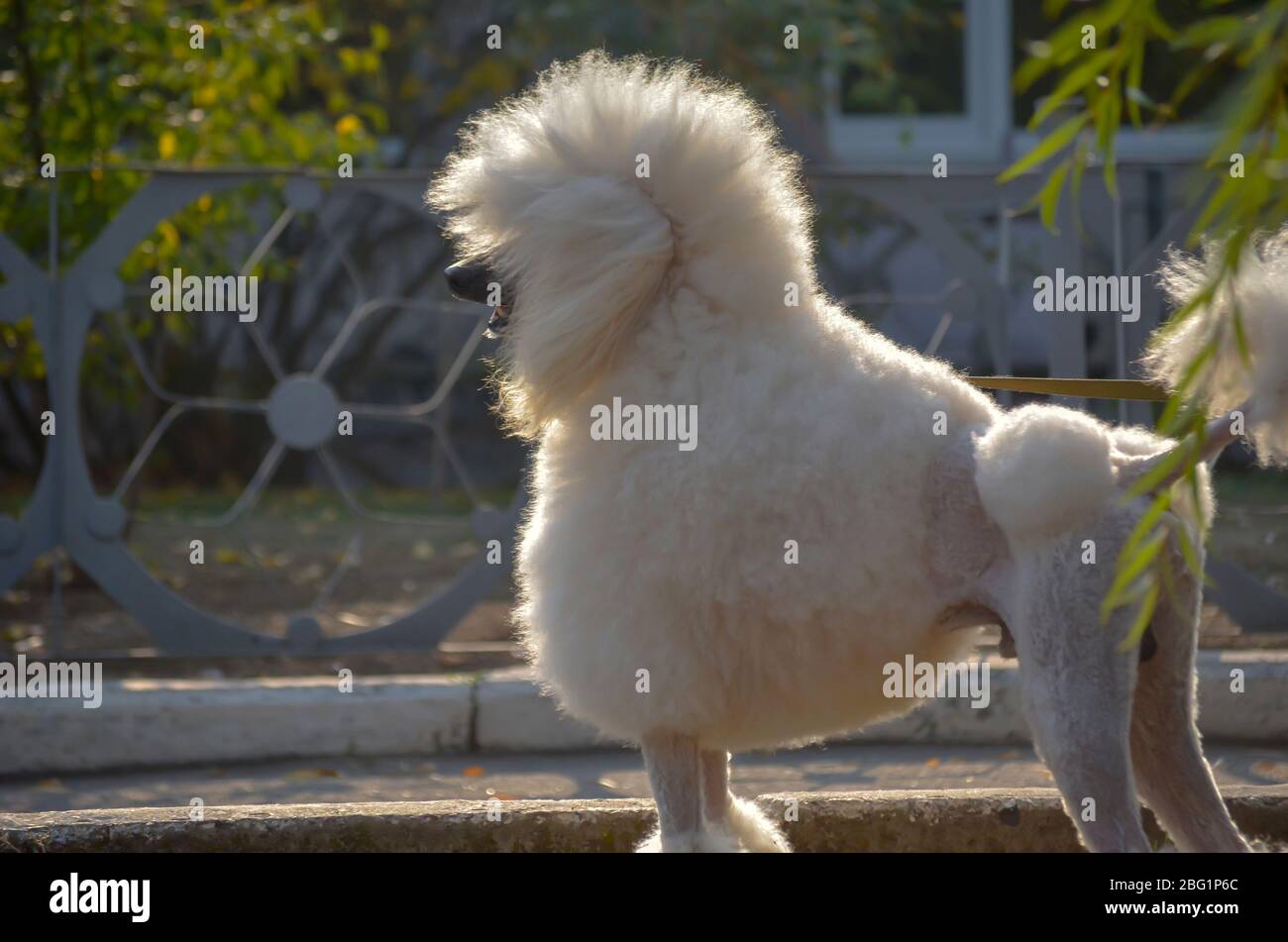 Royal White Poodle. Un maestoso cane splendidamente rifinito mentre camminate. Vista laterale di un maschio reale poodle. Giorno di sole. Messa a fuoco selettiva. Foto Stock
