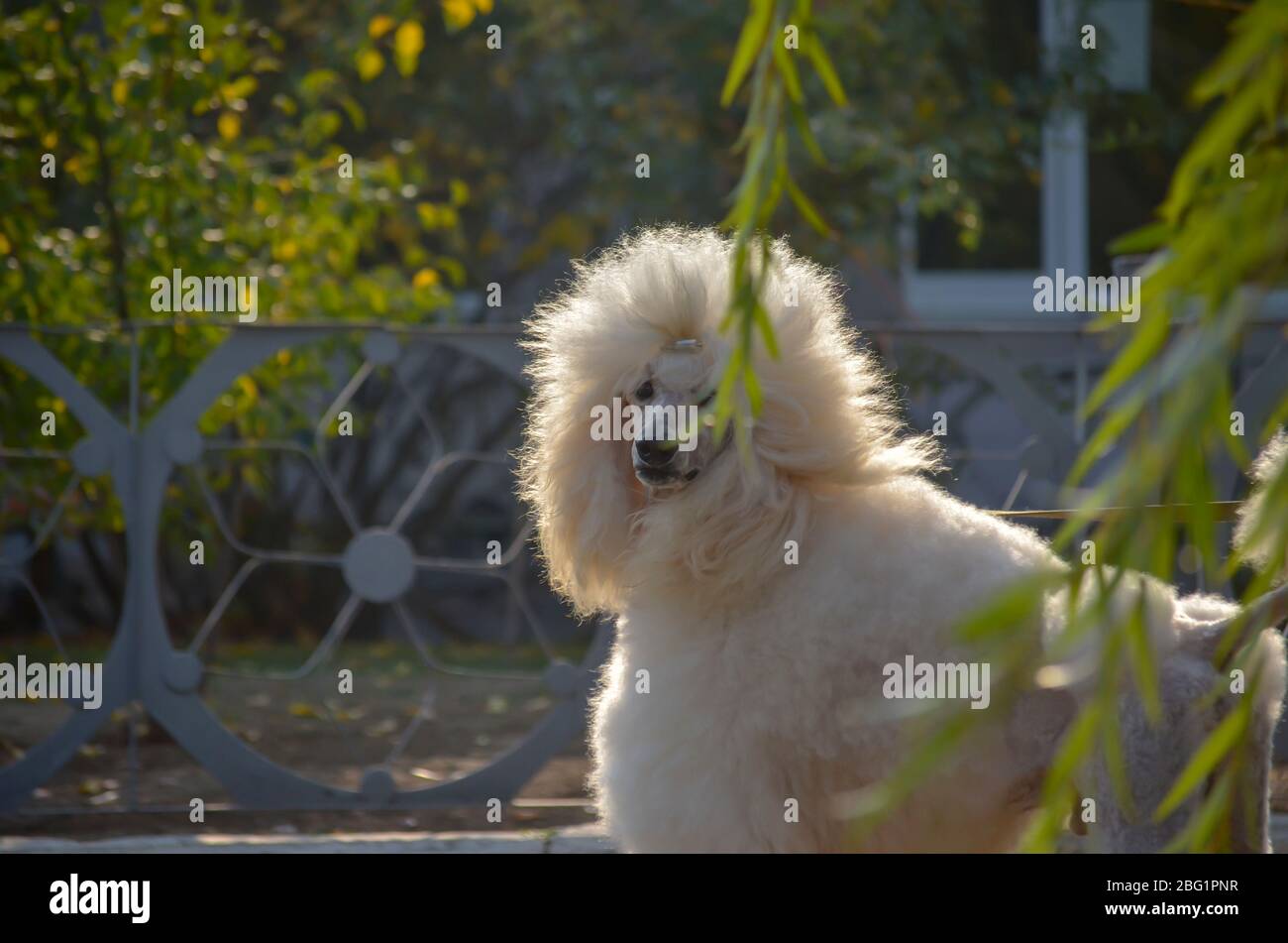 Royal White Poodle. Un bel cane guarda la fotocamera con interesse da dietro rami di un salice piangente. PET durante una passeggiata in una giornata di sole. Sele Foto Stock