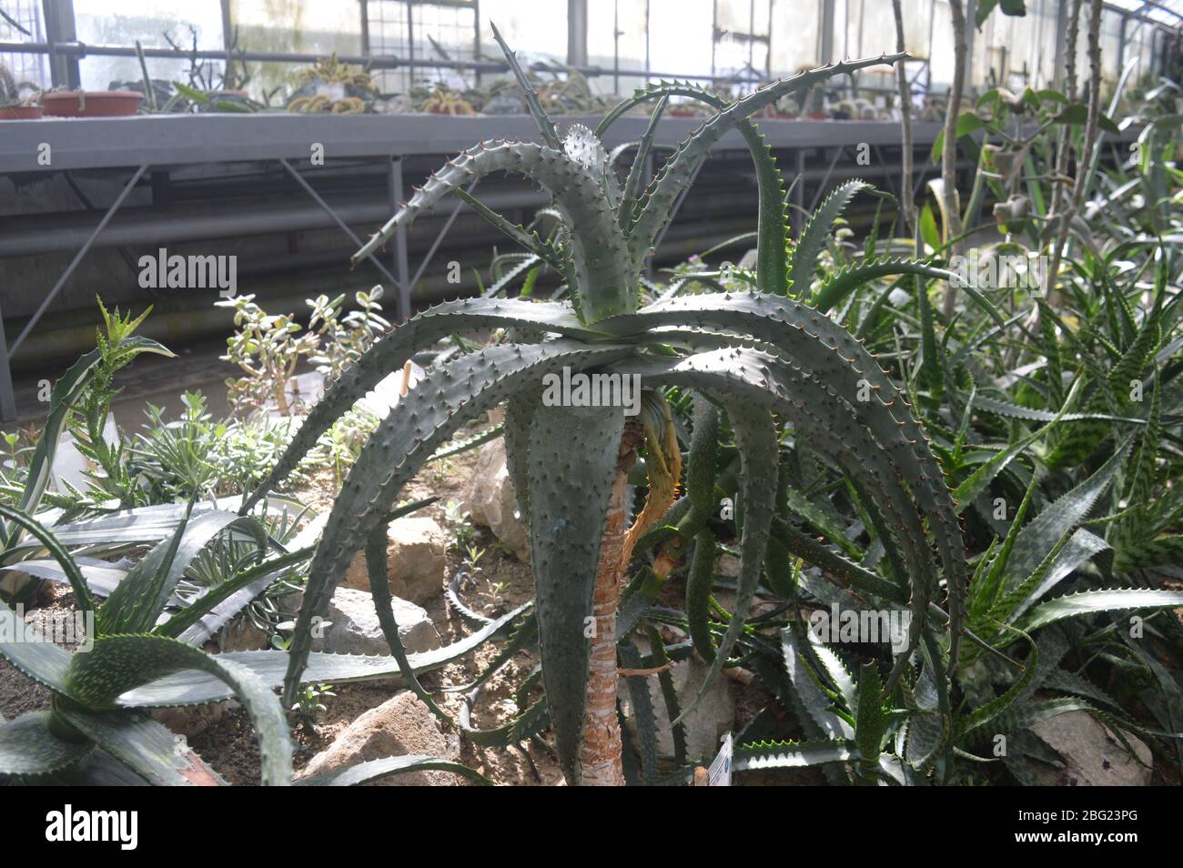 Primo piano di una pianta succulenta e spietata che prospera all'interno di una serra di vetro. Foto Stock