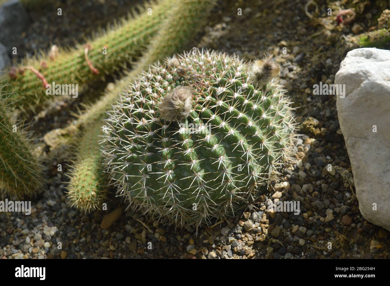 Un cactus a botte tondo e costine verde con spine bianche affilate e gemme fuzzy che crescono in un terreno roccioso in serra. Foto Stock