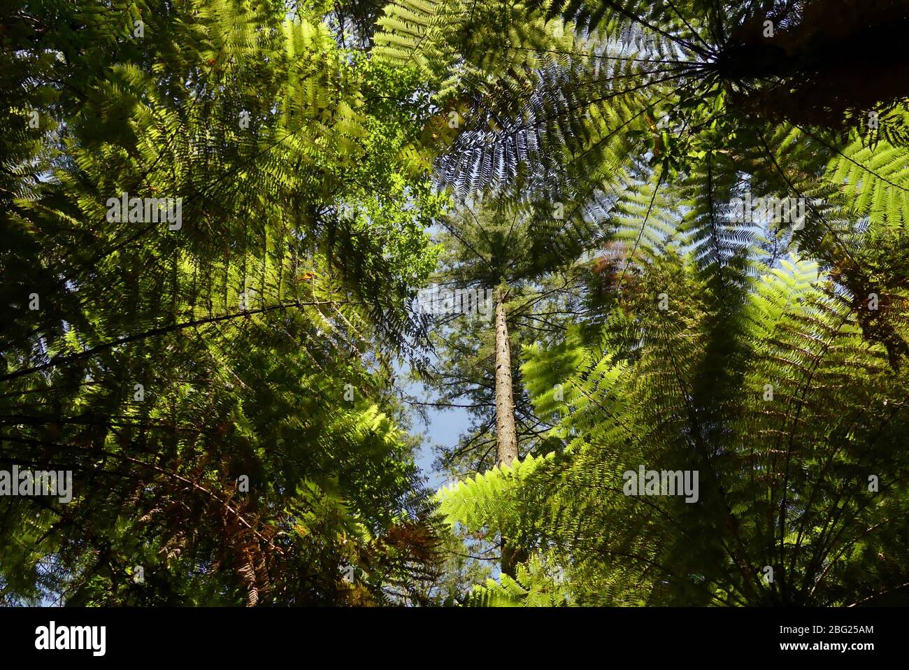 Vista dal basso di una fitta tettoia di bush nativo della Nuova Zelanda Foto Stock