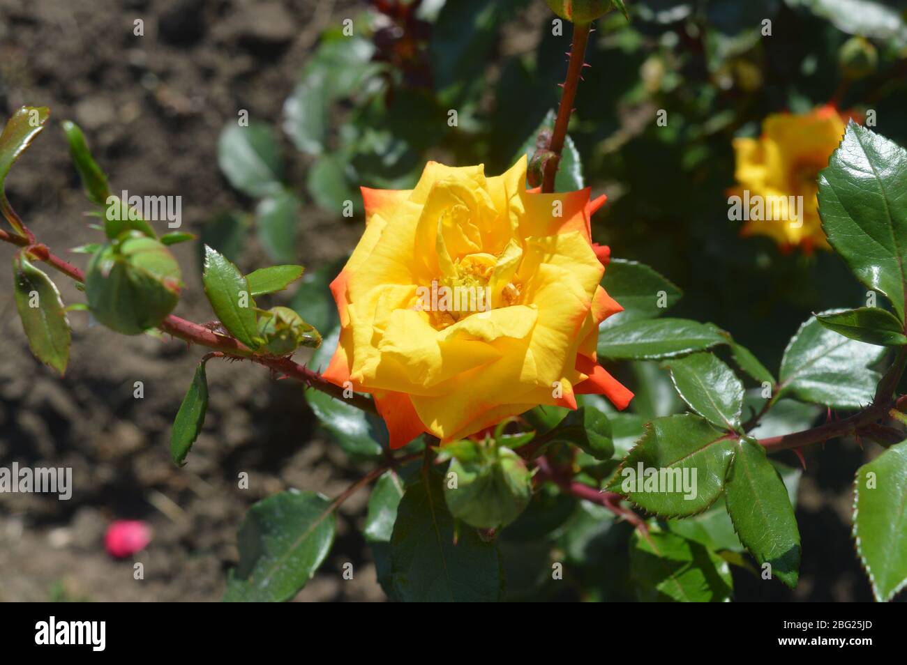 Una rosa gialla vibrante con petali arancioni che fioriscono splendidamente su un gambo spinoso in un giardino soleggiato. Foto Stock