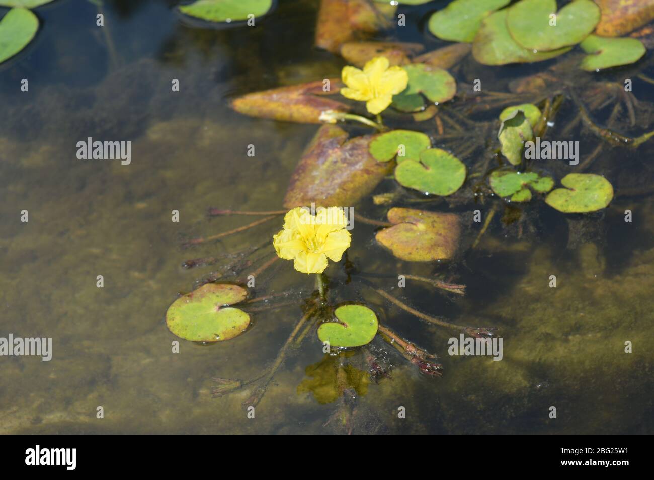 Bellissime ninfee rosa e gigli d'acqua con frange gialle che fluttuano tra i tappetini verdi su una tranquilla superficie dello stagno. Foto Stock