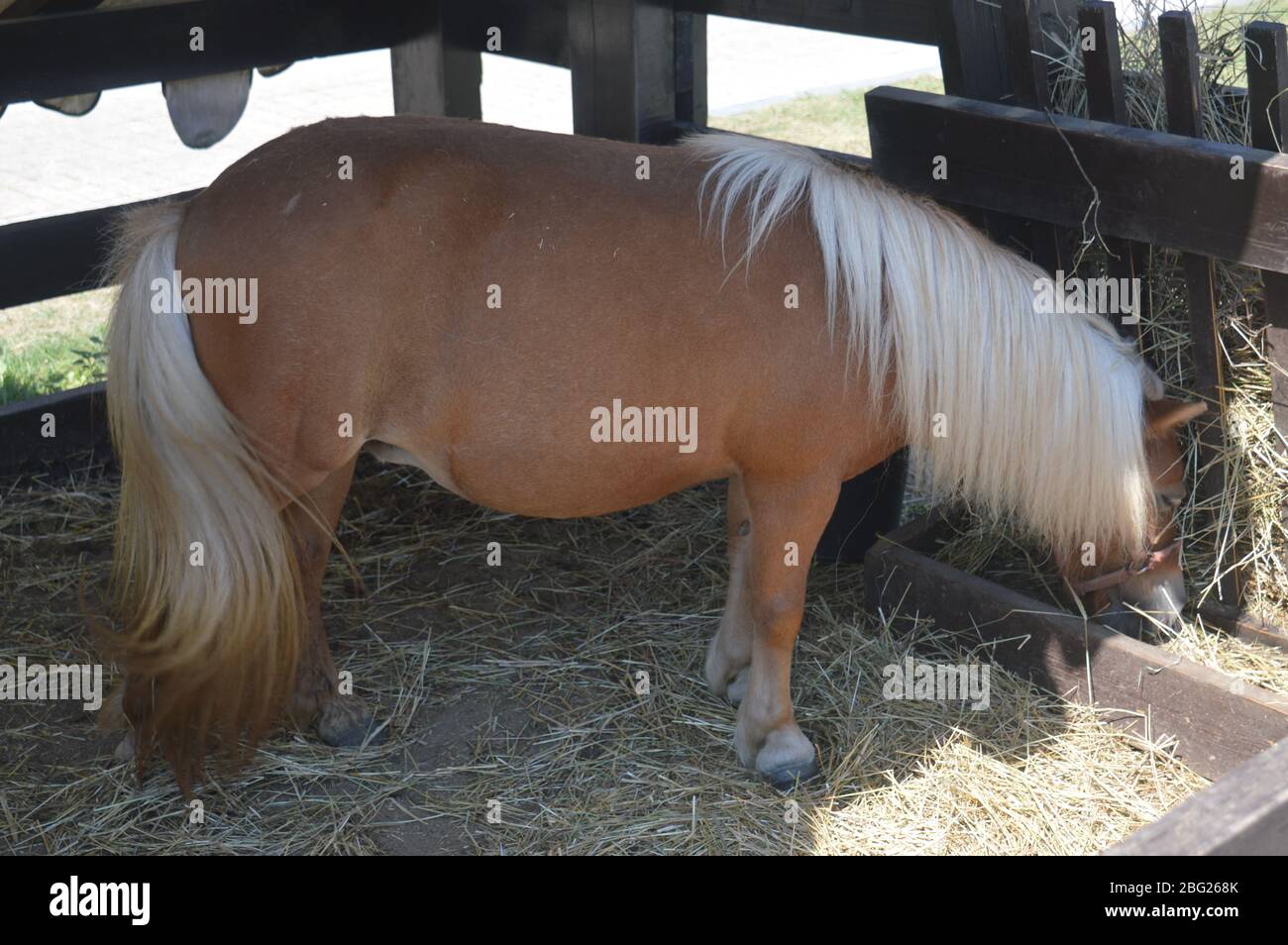 Un bellissimo pony palomino con una spessa criniera bianca in piedi in una stalla di legno e mangiando fieno fresco. Foto Stock