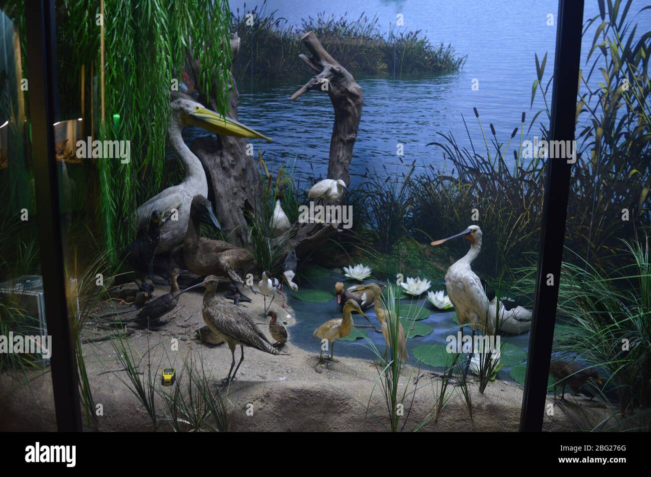 Una collezione di fotografie interne del museo di storia naturale che mostrano realistici diorami della foresta e dell'ecosistema paludoso dietro pannelli di vetro. Foto Stock
