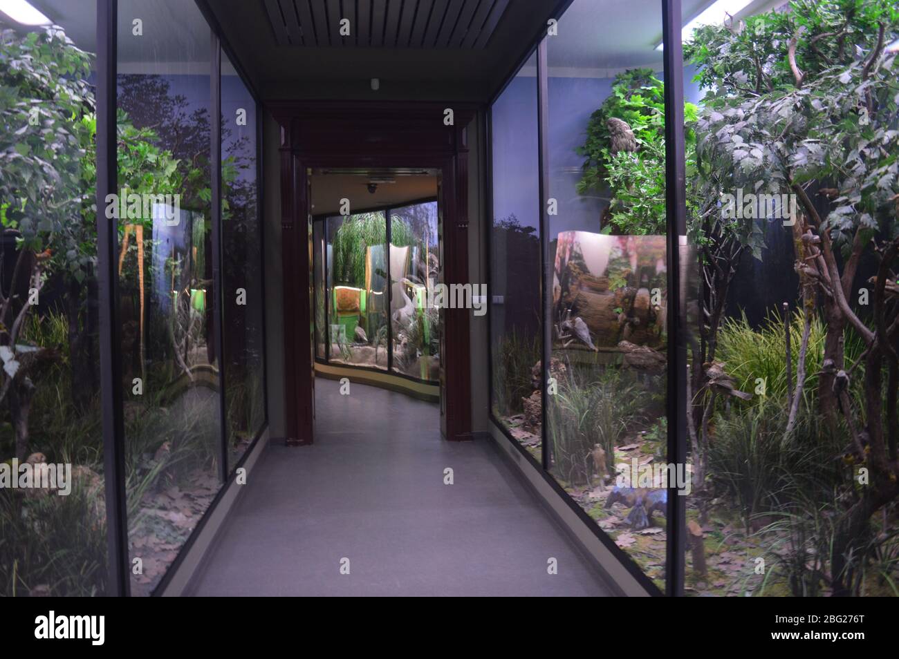 Una collezione di fotografie interne del museo di storia naturale che mostrano realistici diorami della foresta e dell'ecosistema paludoso dietro pannelli di vetro. Foto Stock