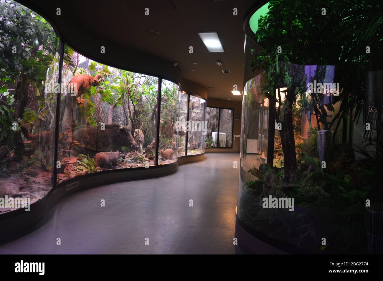 Una collezione di fotografie interne del museo di storia naturale che mostrano realistici diorami della foresta e dell'ecosistema paludoso dietro pannelli di vetro. Foto Stock