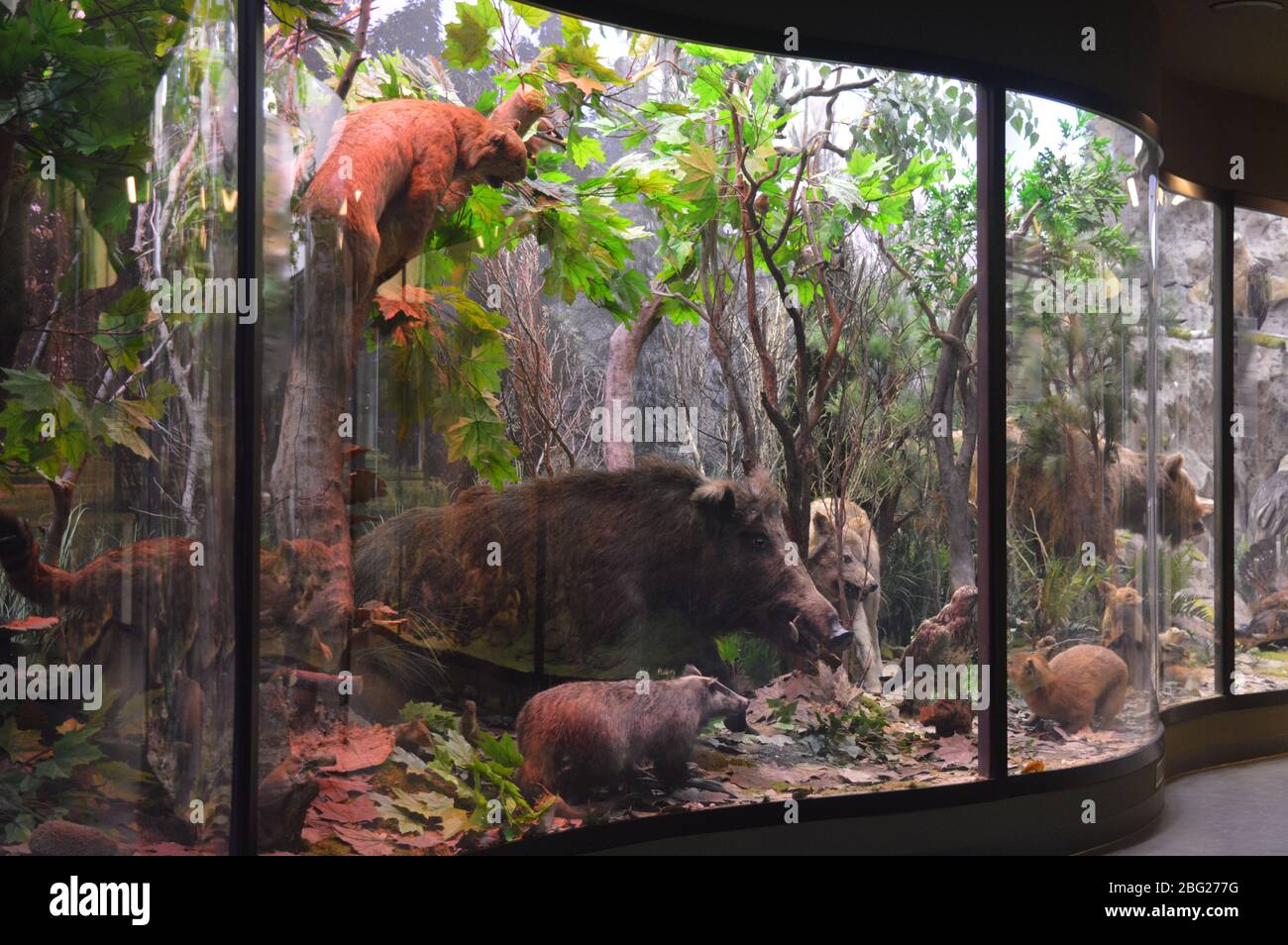 Una collezione di fotografie interne del museo di storia naturale che mostrano realistici diorami della foresta e dell'ecosistema paludoso dietro pannelli di vetro. Foto Stock