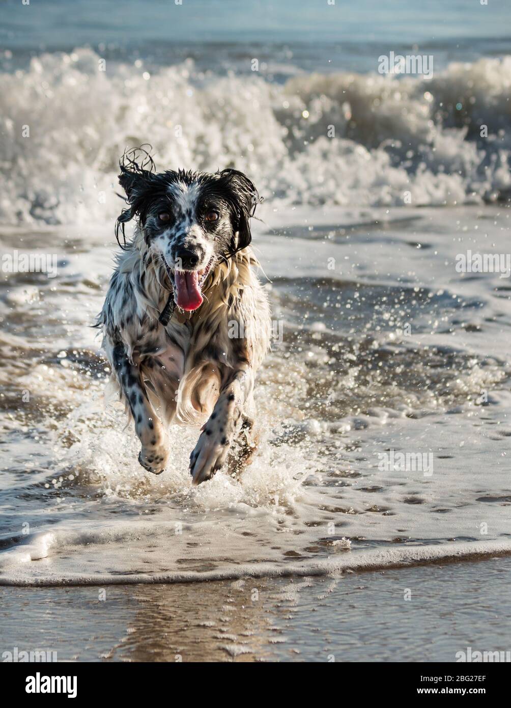 Springer Spaniel Playtime Foto Stock