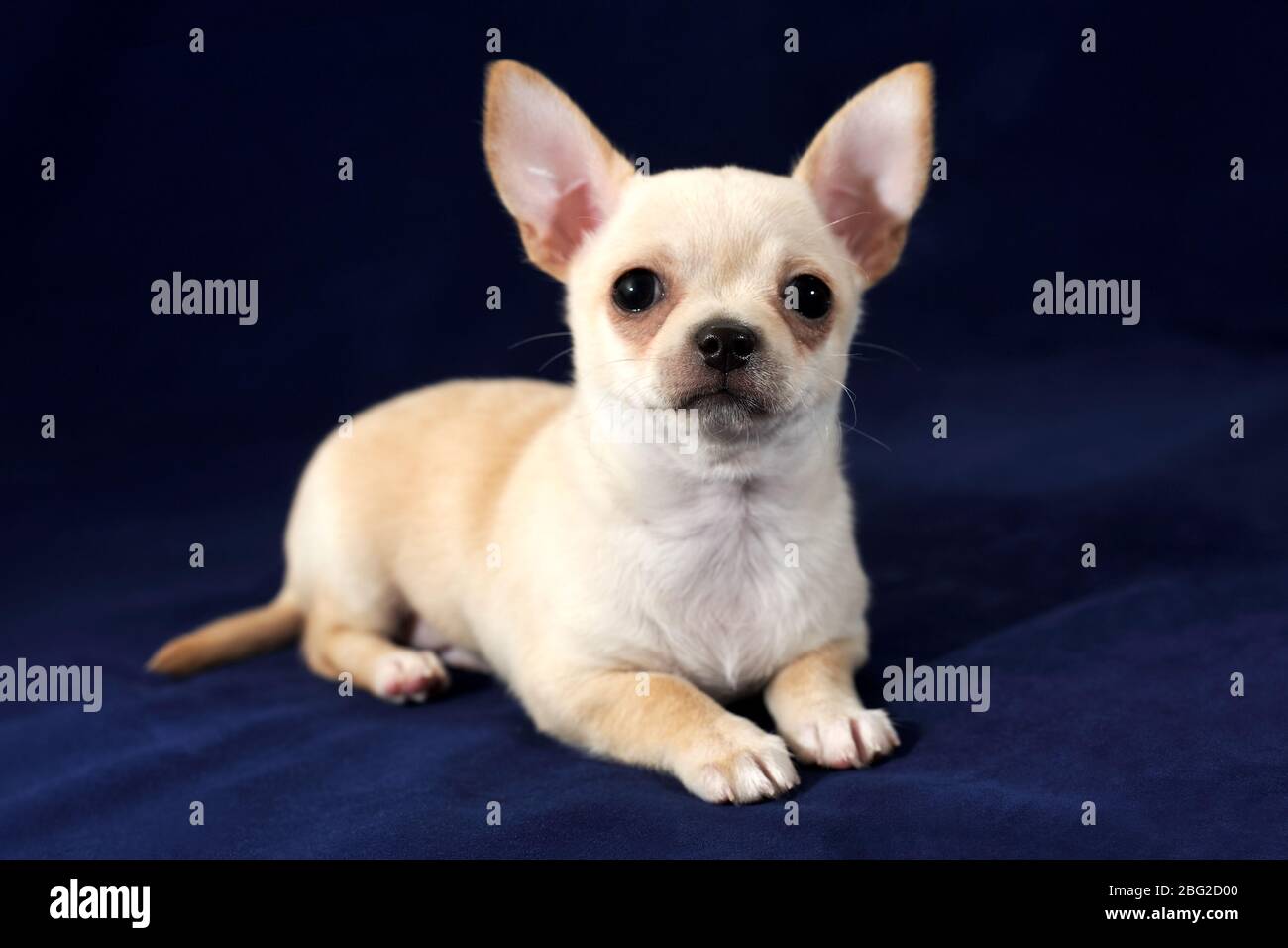 Cucciolo di Chihuahua color crema a capelli corti su sfondo blu. Foto Stock