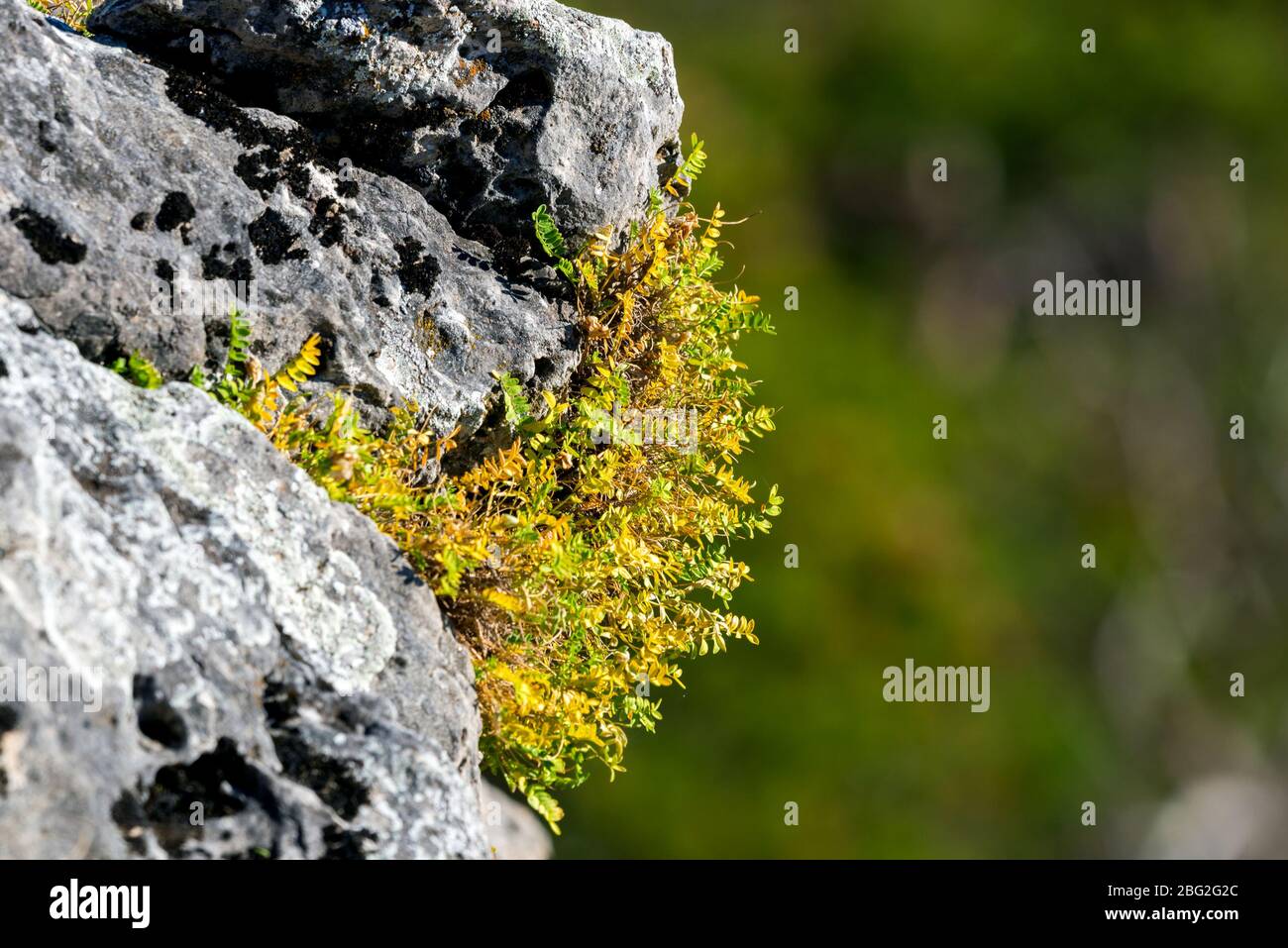 Erba verde sulla pietra selvaggia di montagne. Foto Stock