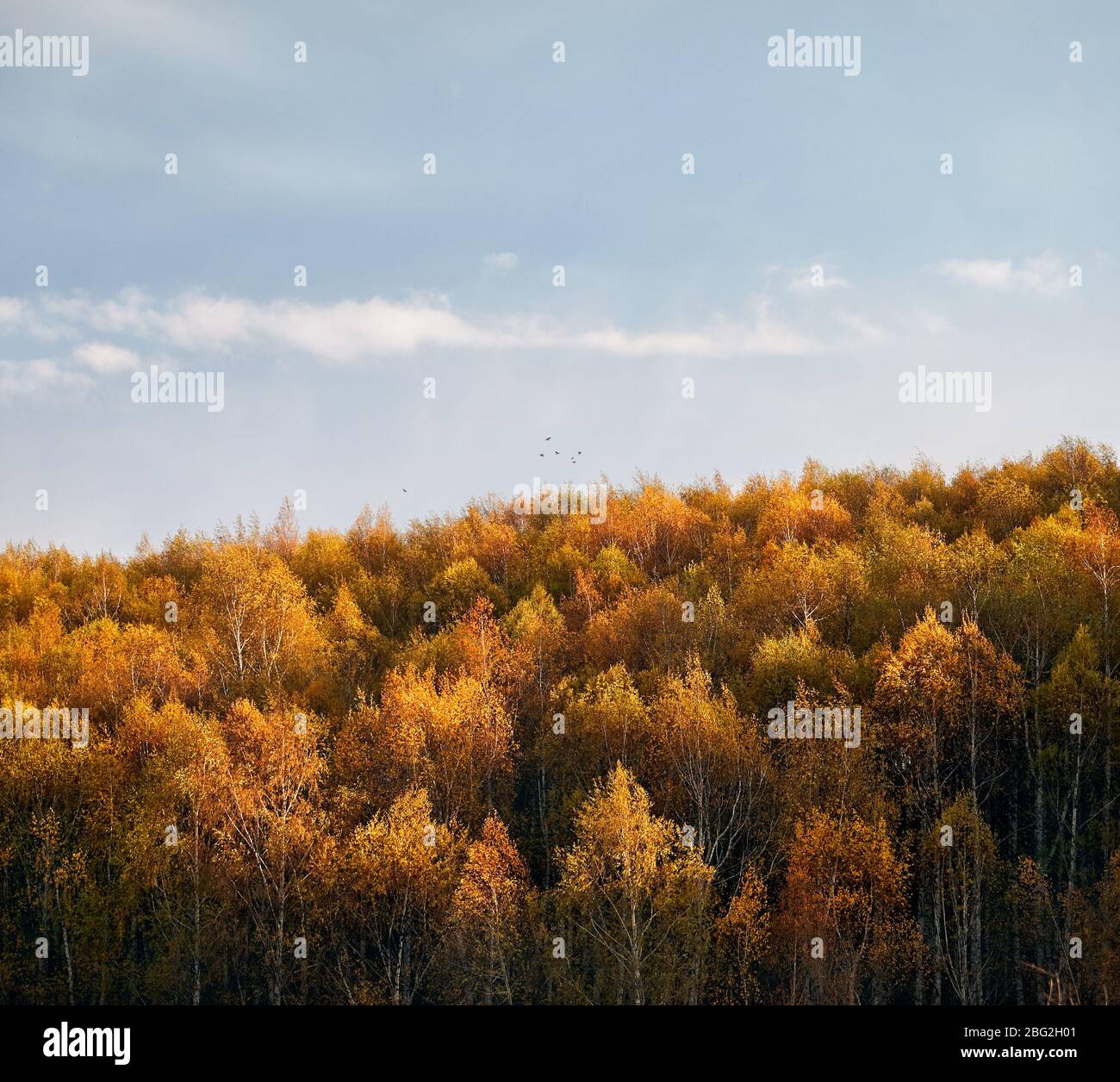 Giallo autunno forest contro il cielo blu Foto Stock