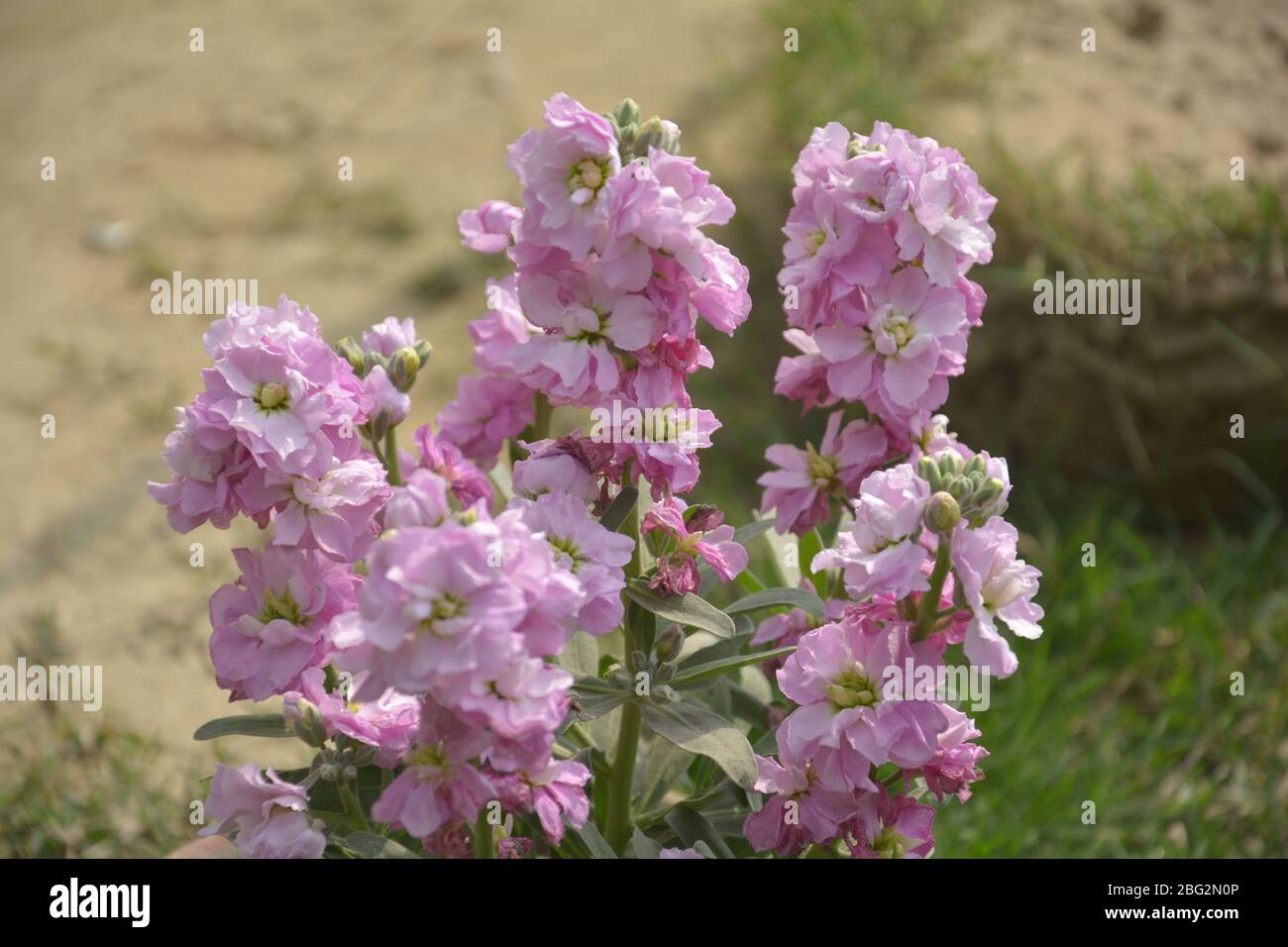 Primo piano di fiori di colore viola, scientificamente conosciuti come matthiola incana, nome comune "brodo profumato di notte" o "brodo profumato di sera" Foto Stock