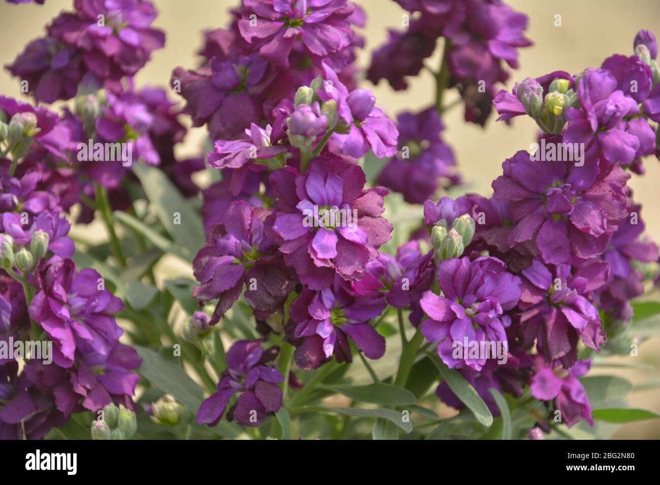 Primo piano di fiori di colore viola, scientificamente conosciuti come matthiola incana, nome comune "brodo profumato di notte" o "brodo profumato di sera" Foto Stock