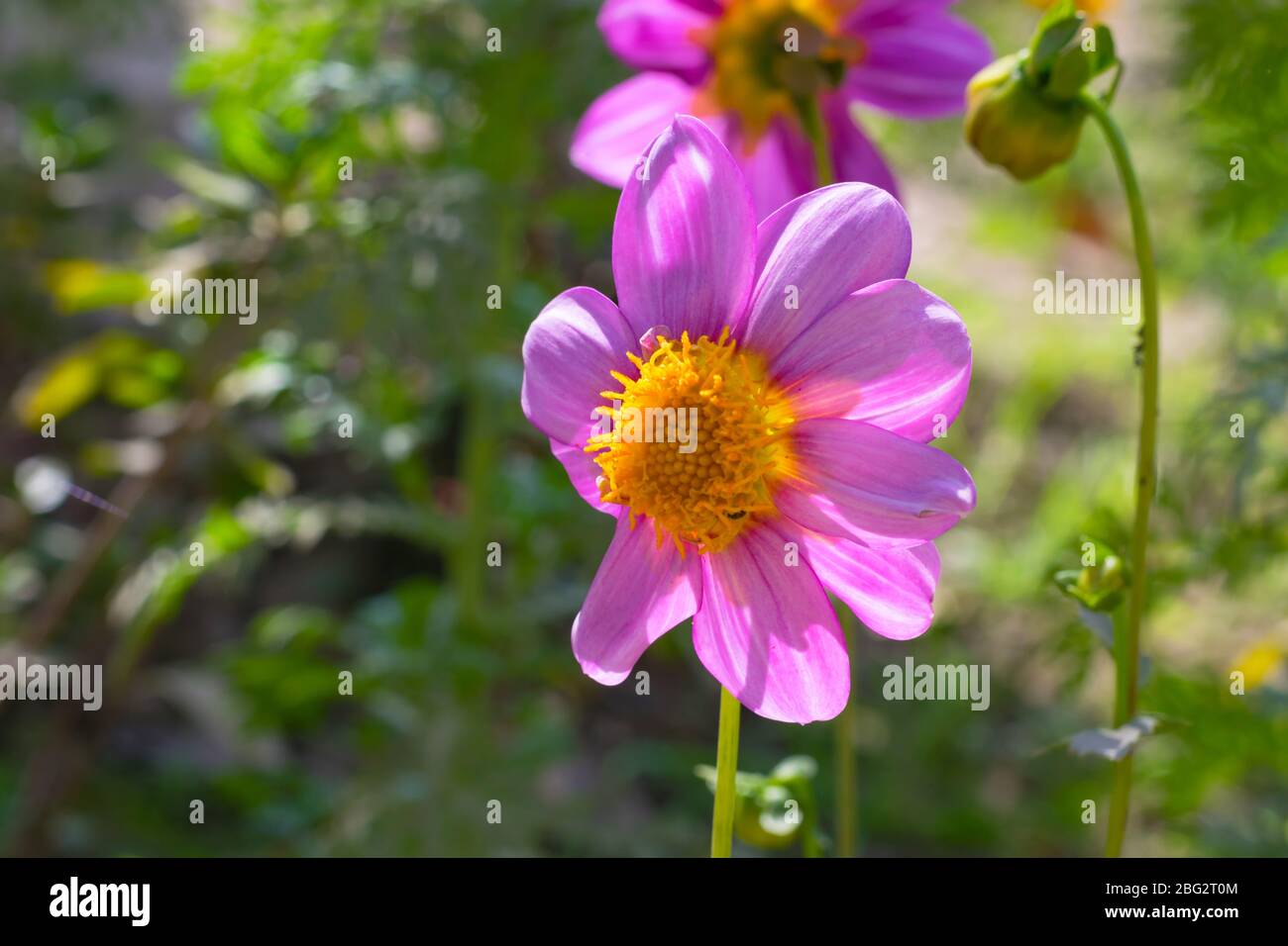 Un bel fiore di dahlia rosa in un giardino con sfondo sfocato. Foto Stock