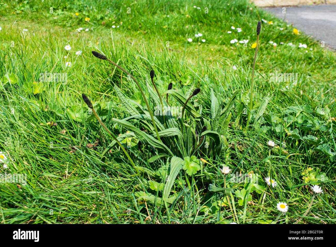 Una piantana di alburba Plantago lanceolata che cresce nell'erba su un'ala laterale con inforcenze marroni senza fiori Foto Stock