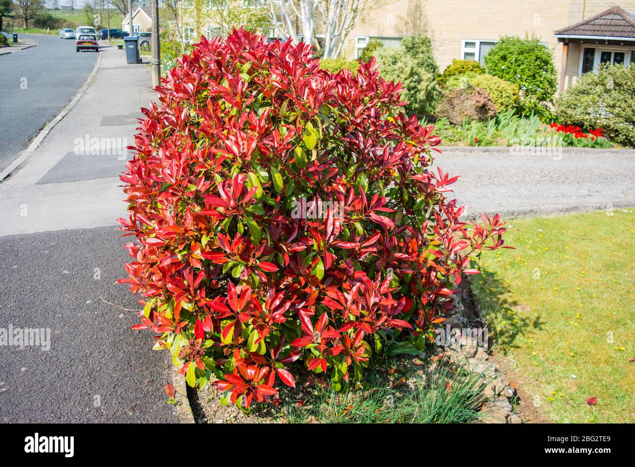 A Photinia × fraseri , il cespuglio photinia "red robin" esibendo nel mese di aprile fogliame contrastante Foto Stock