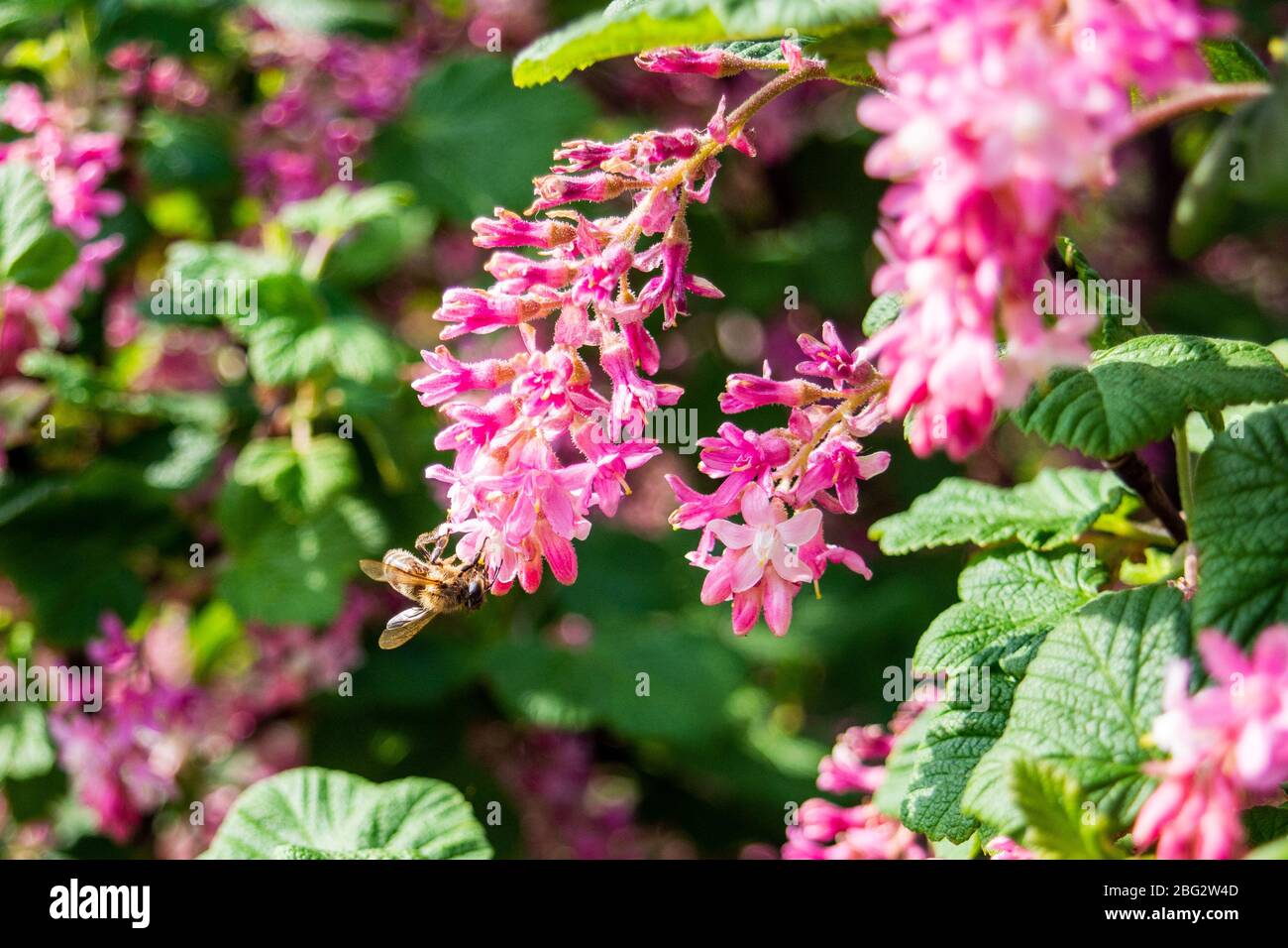 Un miele API mellifera alimentazione su fiori rosa Ribes sanguineum con macchia di ribes sfocata sullo sfondo Foto Stock