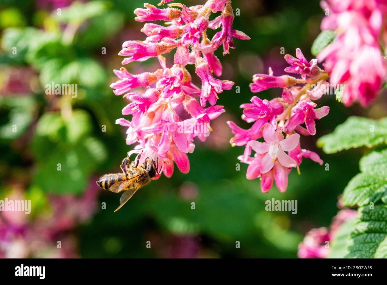 Un primo piano di un fiore ribes sanguineum con un ape miele api mellifera alimentazione e raccolta di nettare e polline Foto Stock