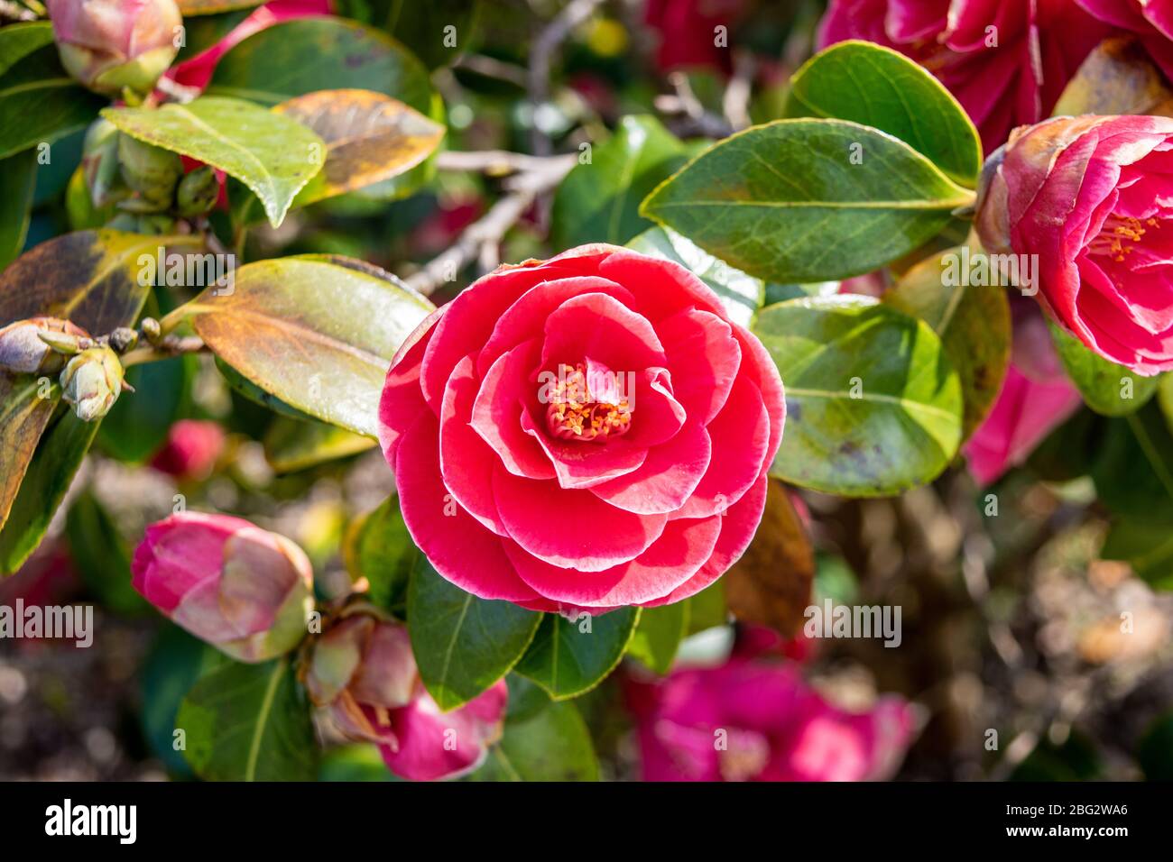 Un fiore rosa rossiccia di una camelia giapponese, macchia di japonia camelia su uno sfondo di foglie Foto Stock