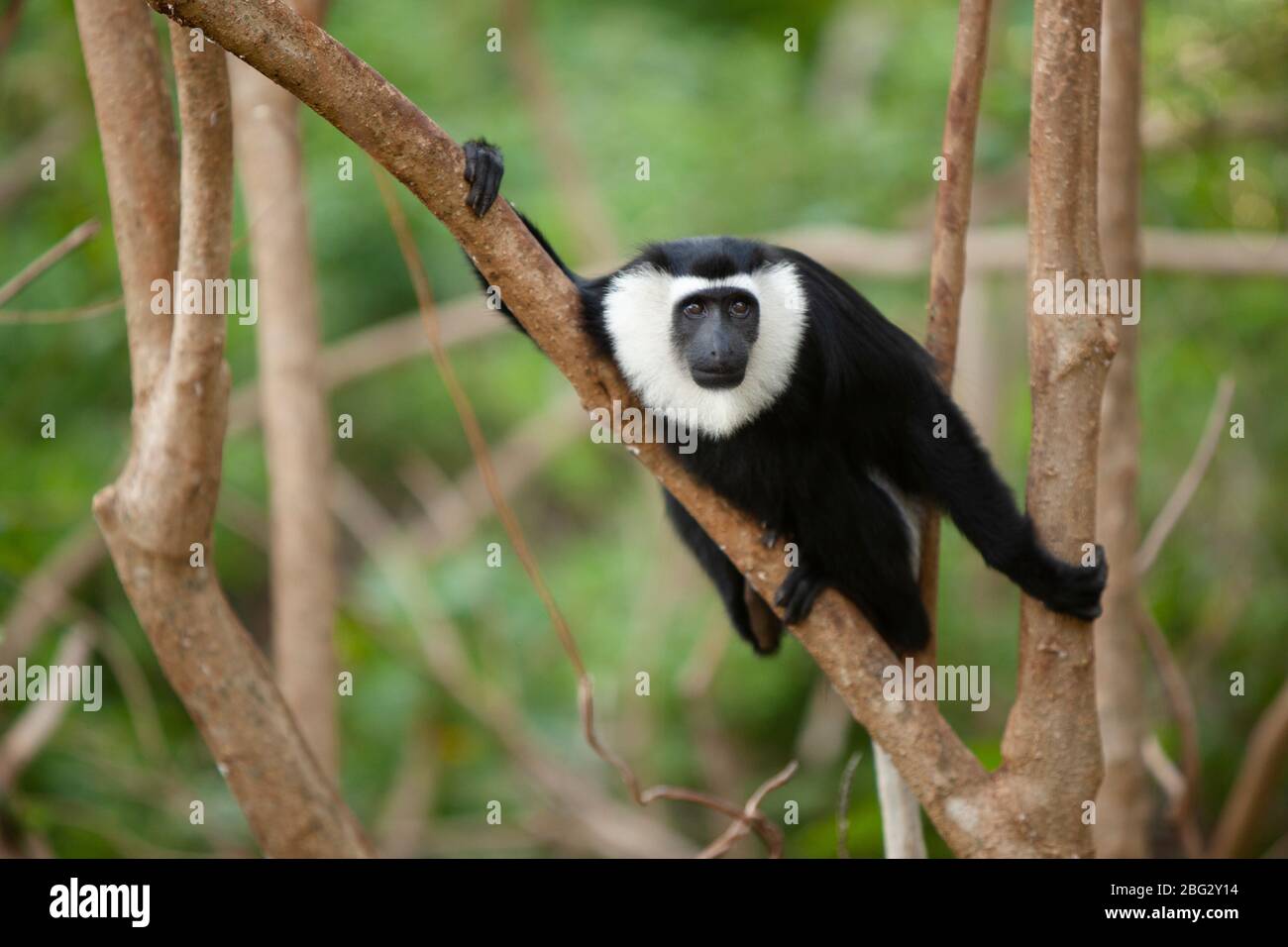 Scimmia Ursine Colobus nel Santuario delle scimmie di Boabeng-Fiema nel Ghana centrale, Africa occidentale. Foto Stock