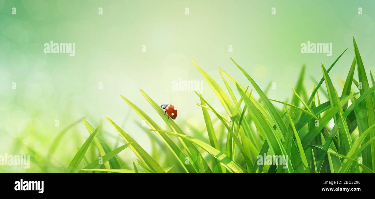 Sfondo primaverile con erba verde fresca su sfondo verde. Il Ladybug su sfondo cielo luminoso. Concetto estivo. Foto Stock