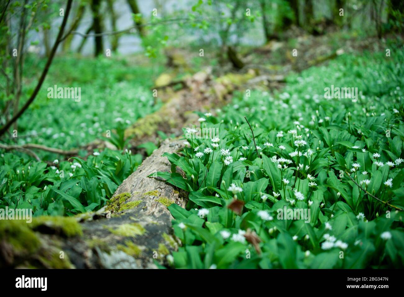Primavera nella foresta europea. Allium ursinum conosciuto es aglio selvatico, ramsons, buckrams, aglio a foglia larga, aglio di legno, porro o aglio di orso. Foto Stock