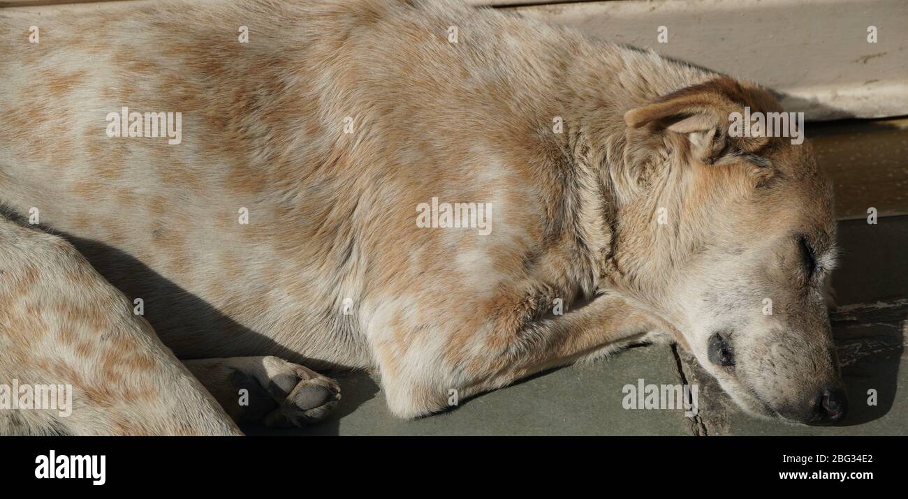 Il cane senzatetto bianco e marrone dorme in caldo sole sul pavimento di cemento caldo fuori di un negozio chiuso. Un cane da strada abbandonato che snooozing. Foto Stock