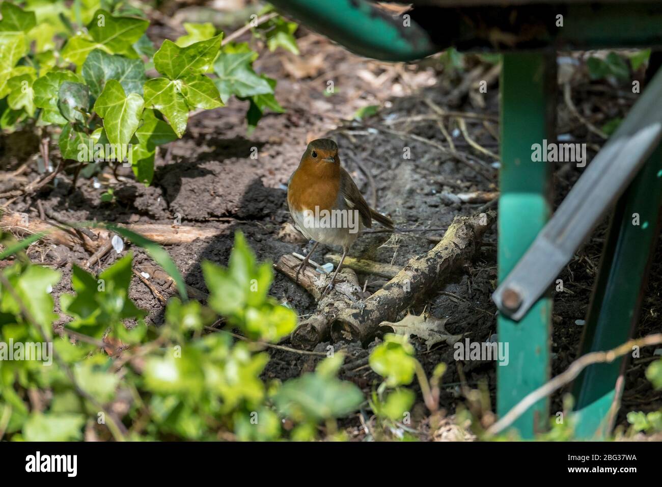 Uccello comune giardino il robin. Foto Stock