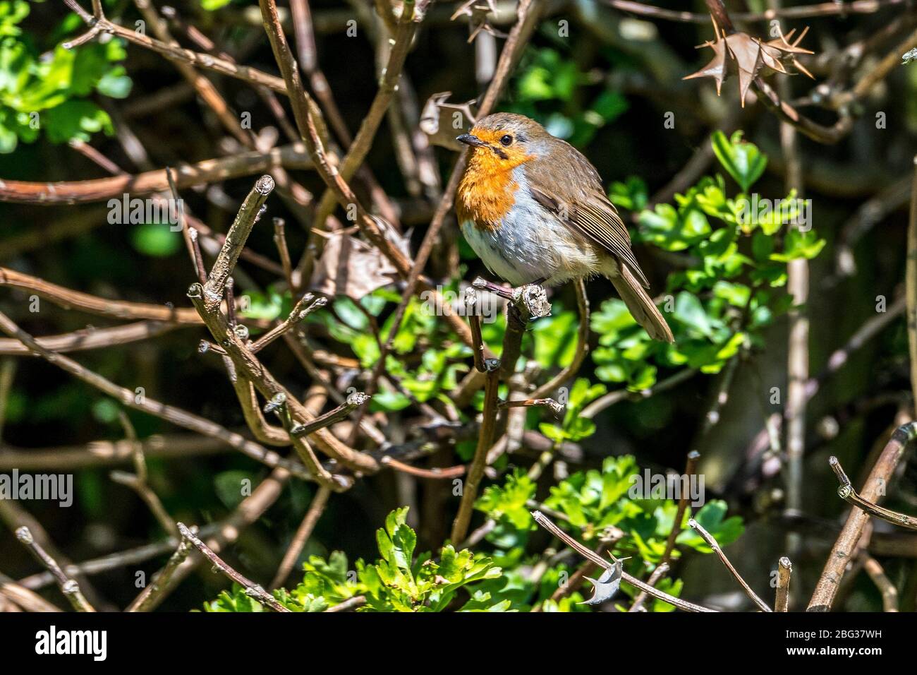Uccello comune giardino il robin. Foto Stock