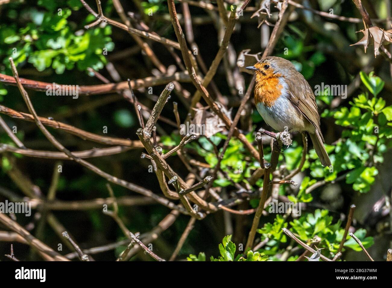 Uccello comune giardino il robin. Foto Stock