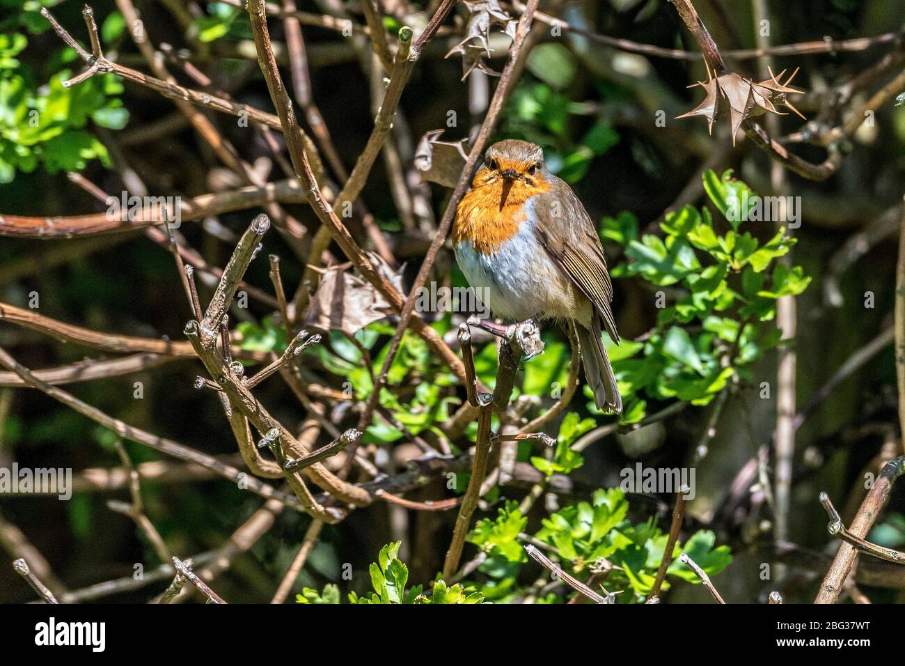 Uccello comune giardino il robin. Foto Stock