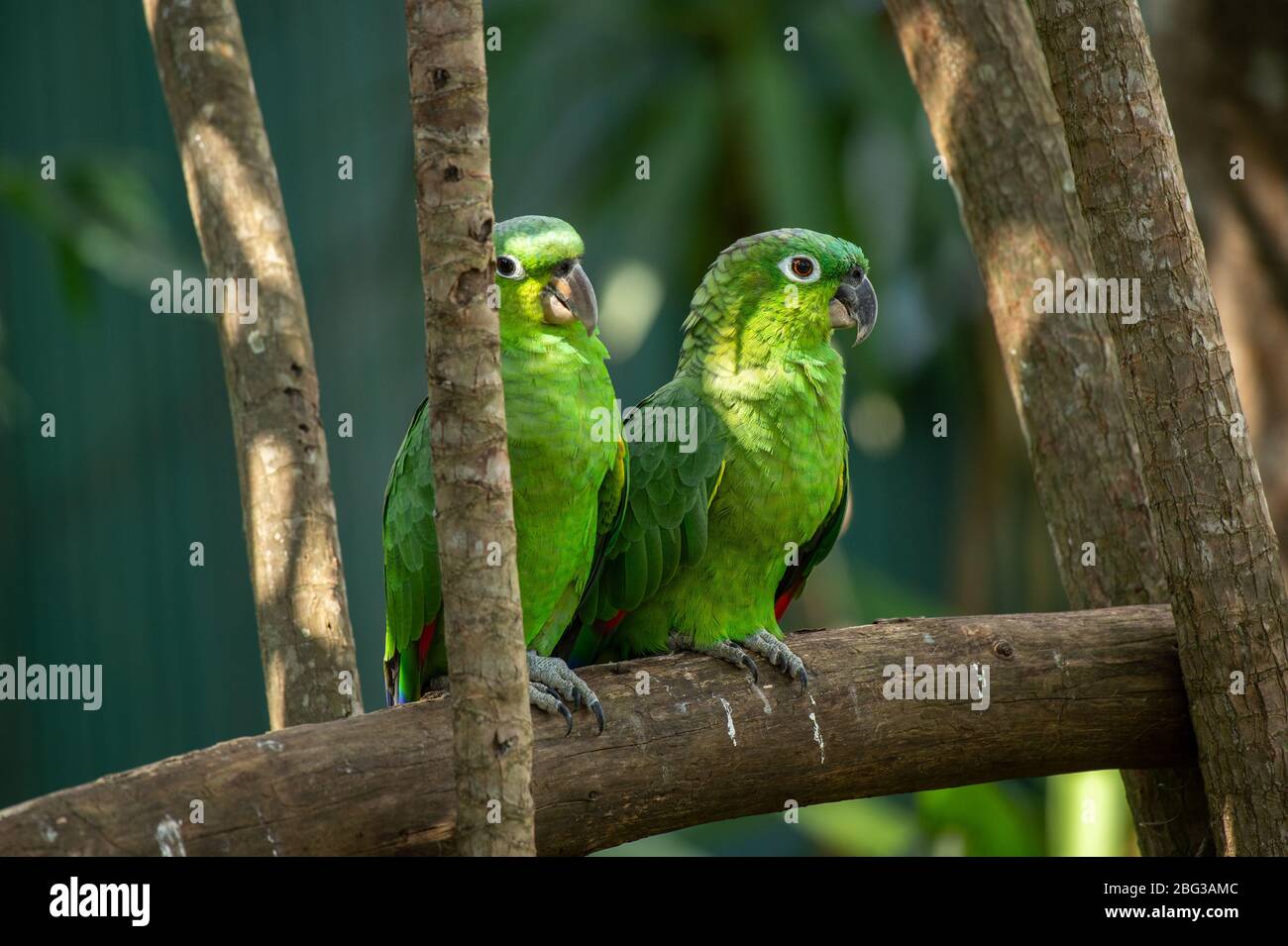 Parrot malvico, Amazona farinosa, Psittacidae, San Josè, Costa Rica, Centroamerica Foto Stock