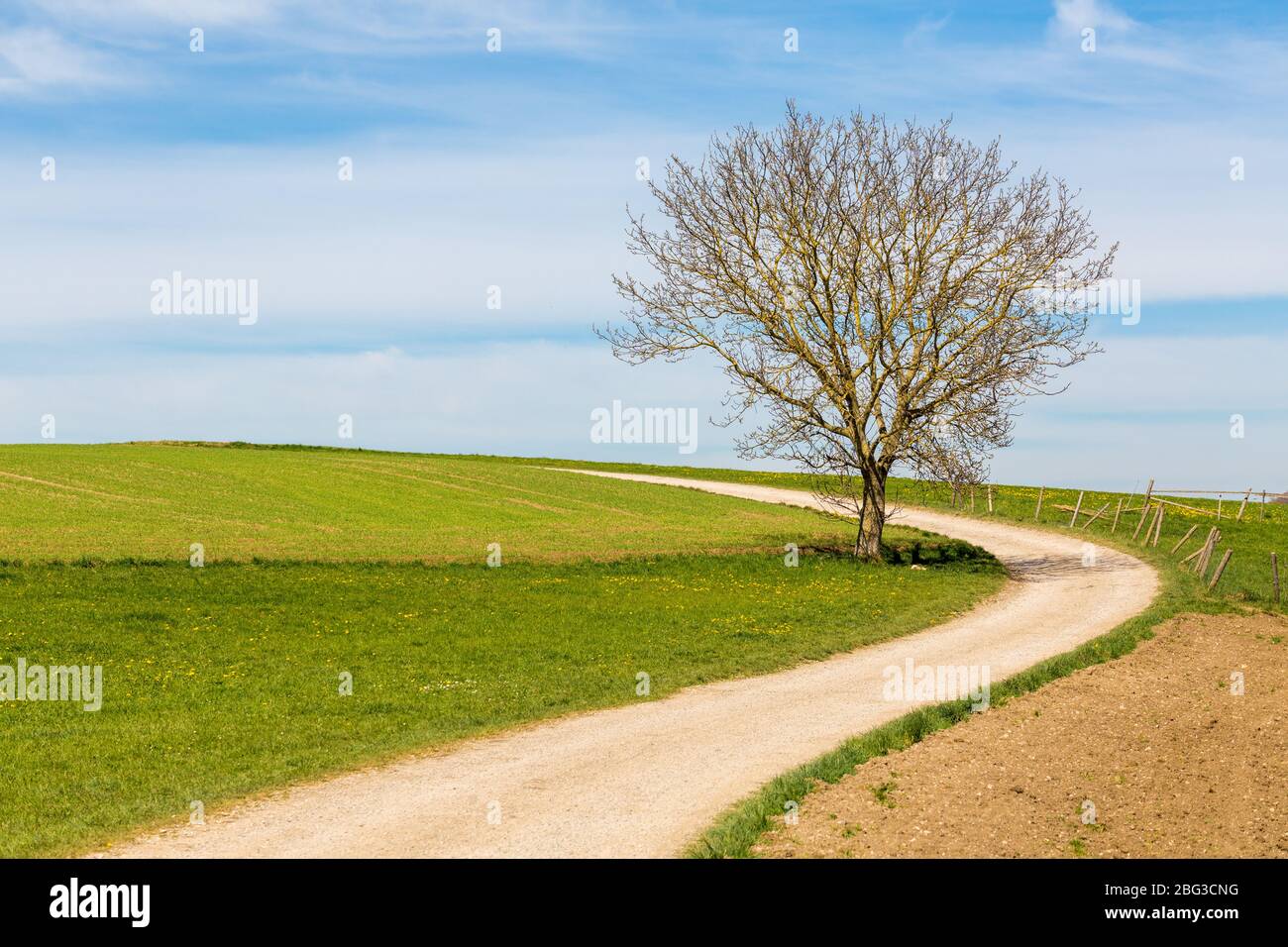 Percorso che si snoda intorno ad un albero solitario e che conduce in distanza. Concetto di solitudine, speranza, lungo viaggio. Con spazio di copia. Paesaggio bavarese. Foto Stock