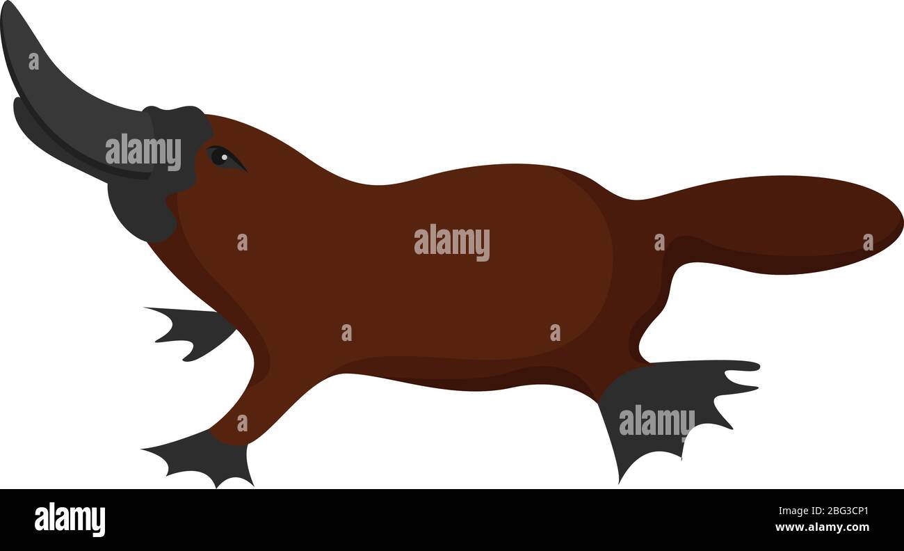 Platypus, illustrazione, vettore su sfondo bianco Illustrazione Vettoriale