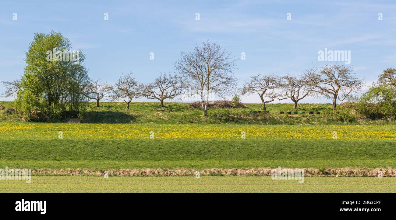 Panorama di un gruppo di alberi decidui in linea / in fila. Prato con fiori gialli in primo piano. Concetto per natura, ecosistema. Foto Stock
