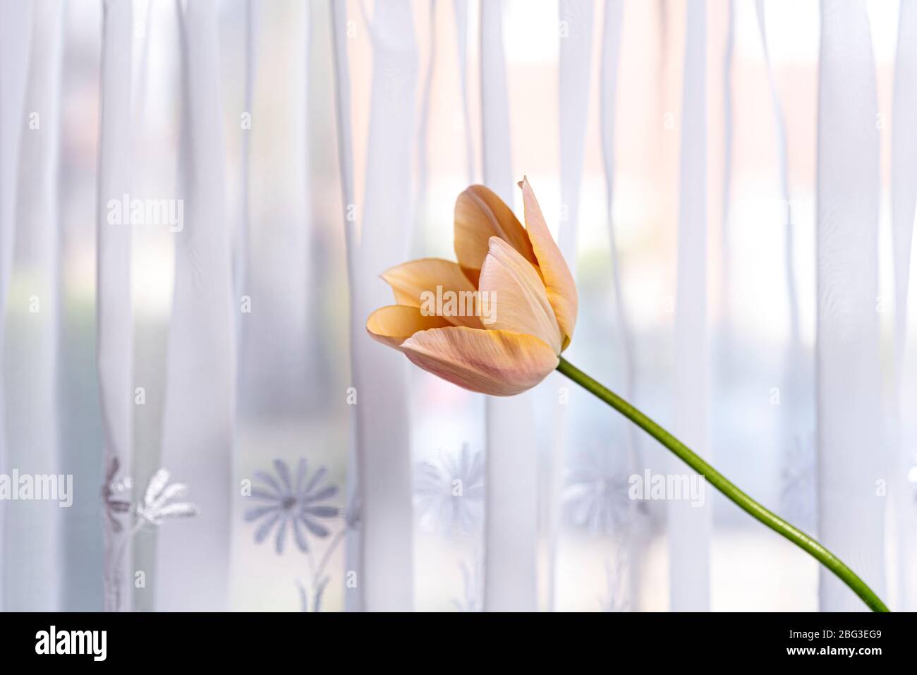 Tulipano singolo contro una tenda a rete in finestra. Foto Stock