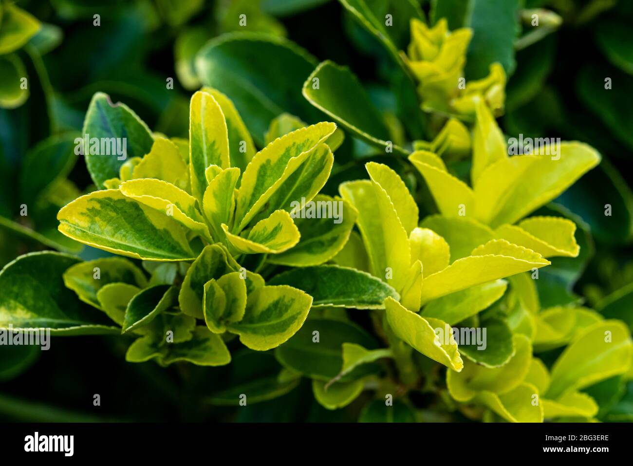 Euonymus japonicus Ovatus Aureus, Euonymus japonicus Marieke, Euonymus japonicus Aureovariegatus, Celastraceae Foto Stock