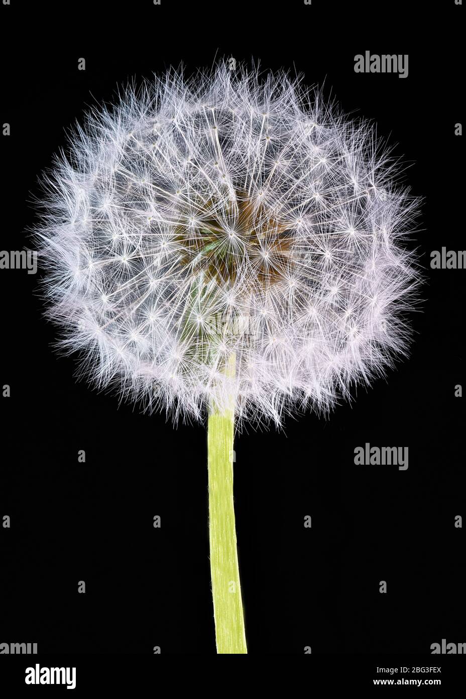 testa di semi di dente di leone bianco soffice su fondo nero con stelo verde , verticale Foto Stock
