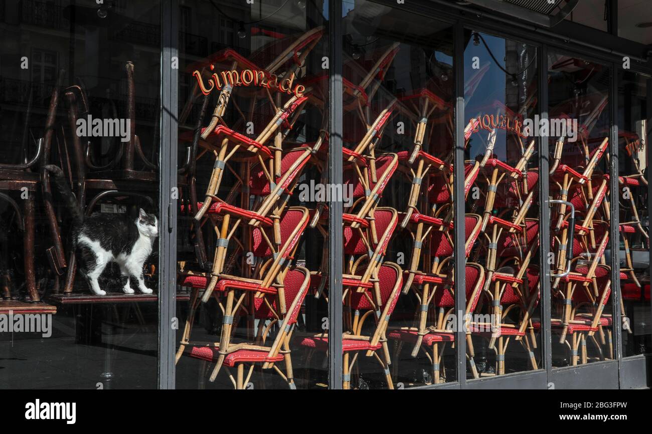CORONAVIRUS: CONFINATO CAT IN UN CAFFÈ PARIGINO Foto Stock