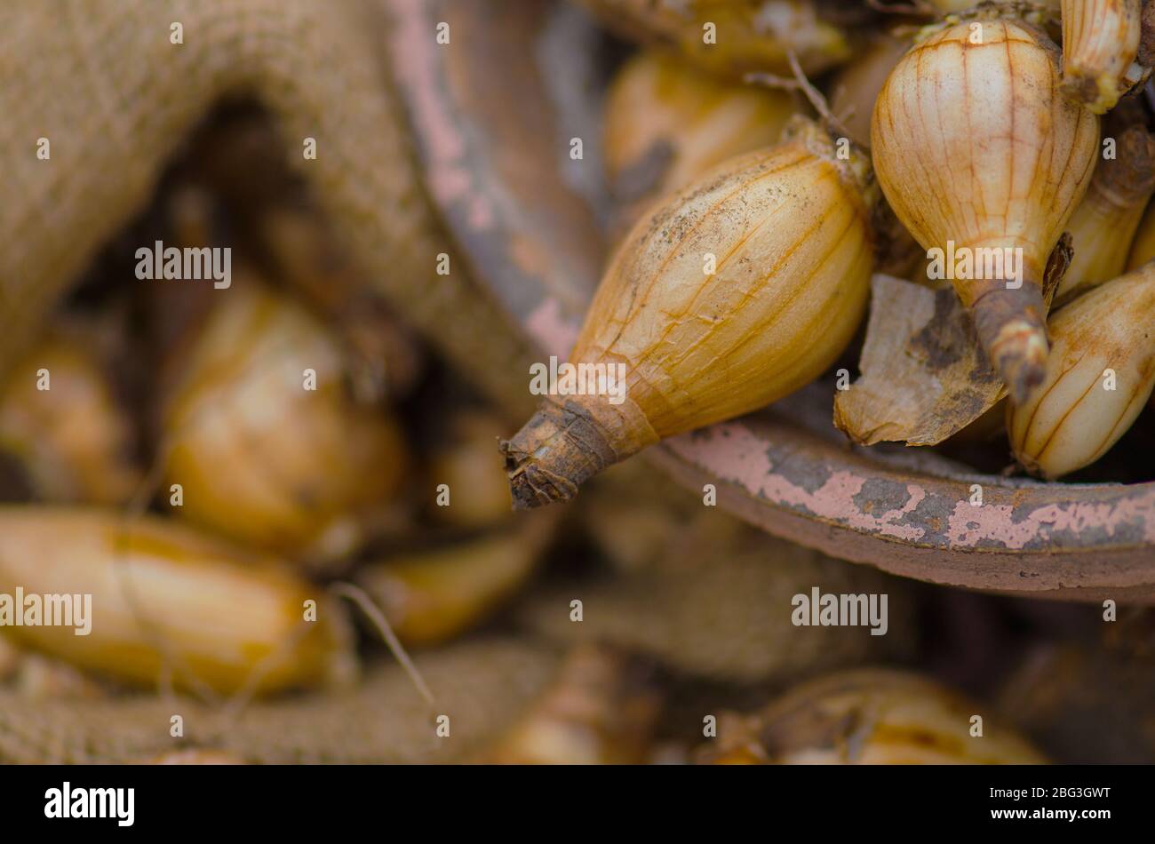 Giardinaggio e narcisi in crescita nel giardino della casa Foto Stock
