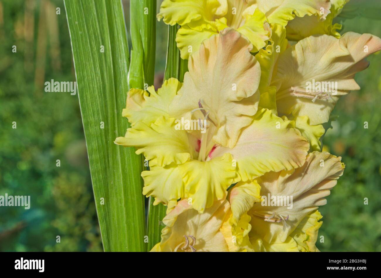 Infiorescenza gladiolus gialla. Gladiolus fiorente in primavera in tonalità chiare di giallo limone Foto Stock